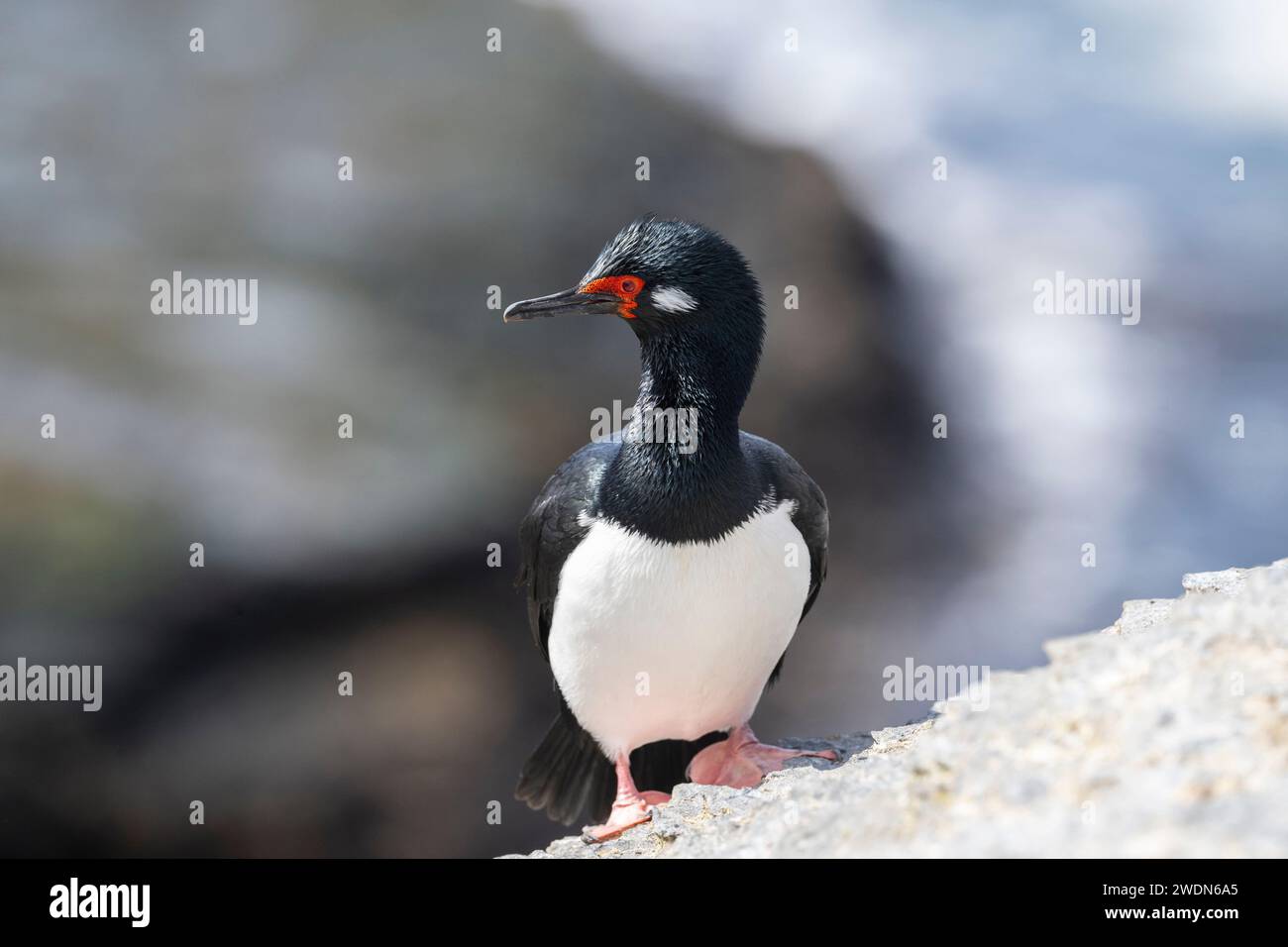 Rock Shag, Leucocarbo magellanicus, auf den Felsen und Klippen der Brutkolonie auf Bleaker Island, Falklandinseln Stockfoto