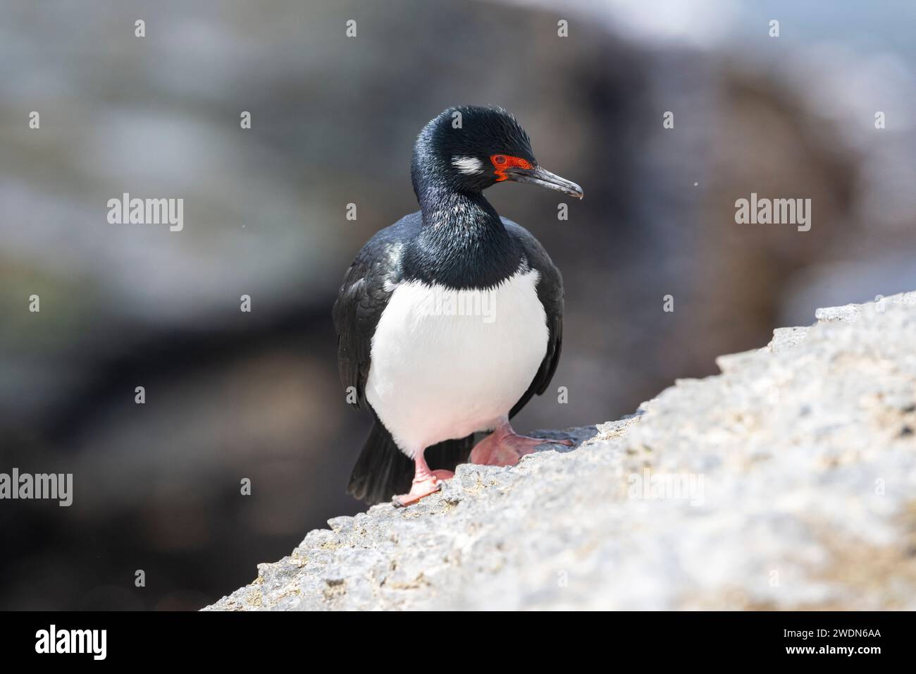 Rock Shag, Leucocarbo magellanicus, auf den Felsen und Klippen der Brutkolonie auf Bleaker Island, Falklandinseln Stockfoto