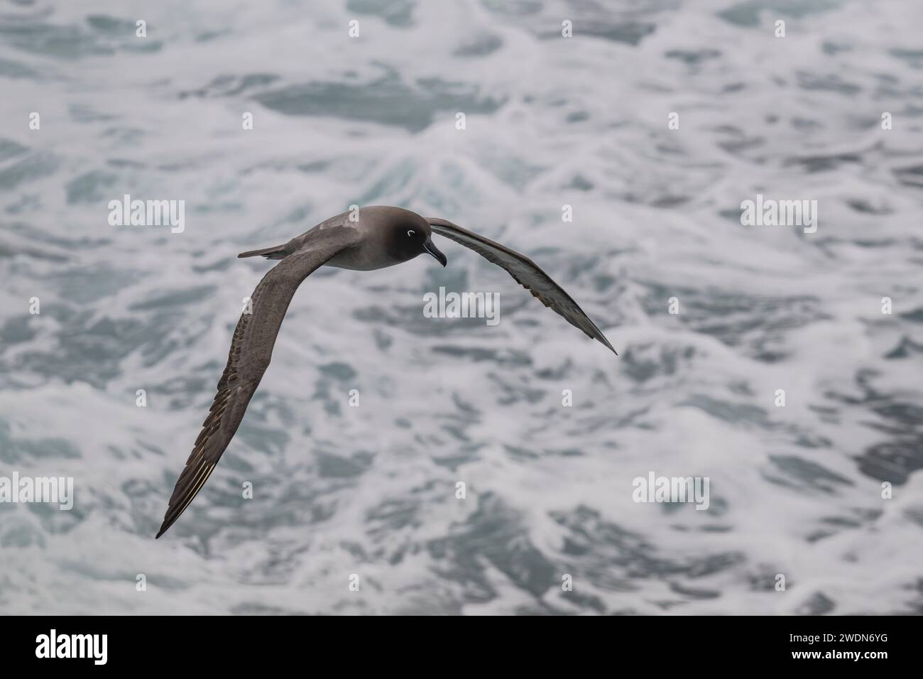 Leichte, rußreiche Albatros, Phoebetria Palpebrate, fliegt über den Südatlantik nahe, mittelgroßer, eleganter Flyer Stockfoto