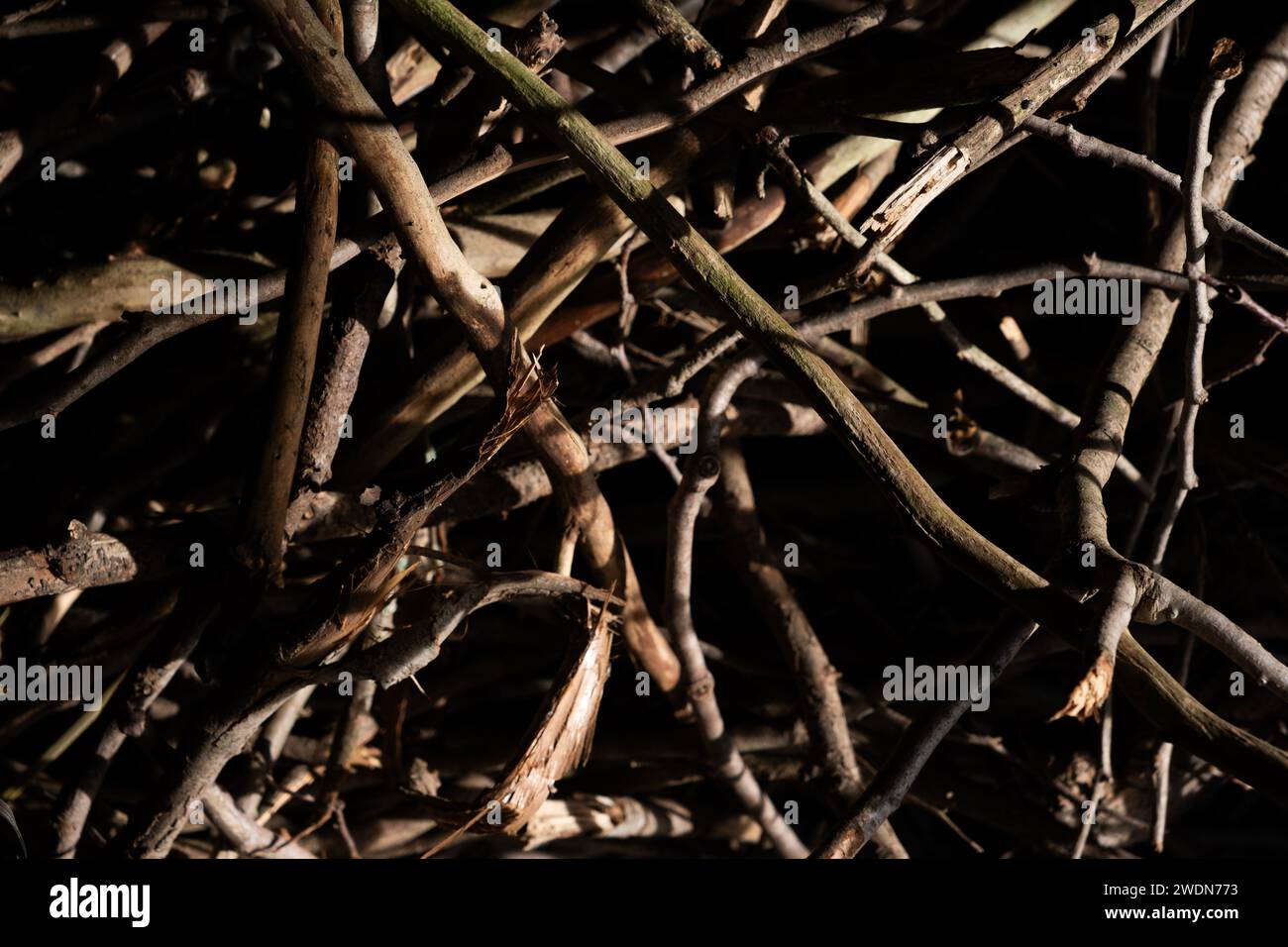 Gruppierung von Stäbchen, Zweigen, Zedern in einem abstrakten Muster als Hintergrund. Stockfoto