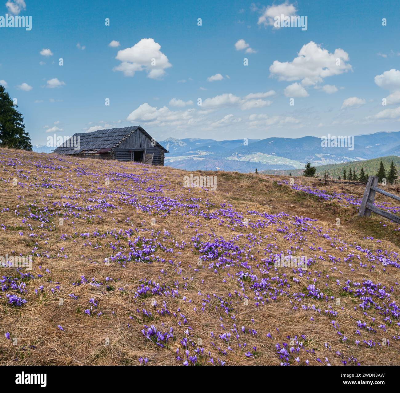 Blühender violetter Crocus heuffelianus (Crocus vernus) Alpenblumen auf dem karpatischen Hochplateau im Frühling, Ukraine. Stockfoto