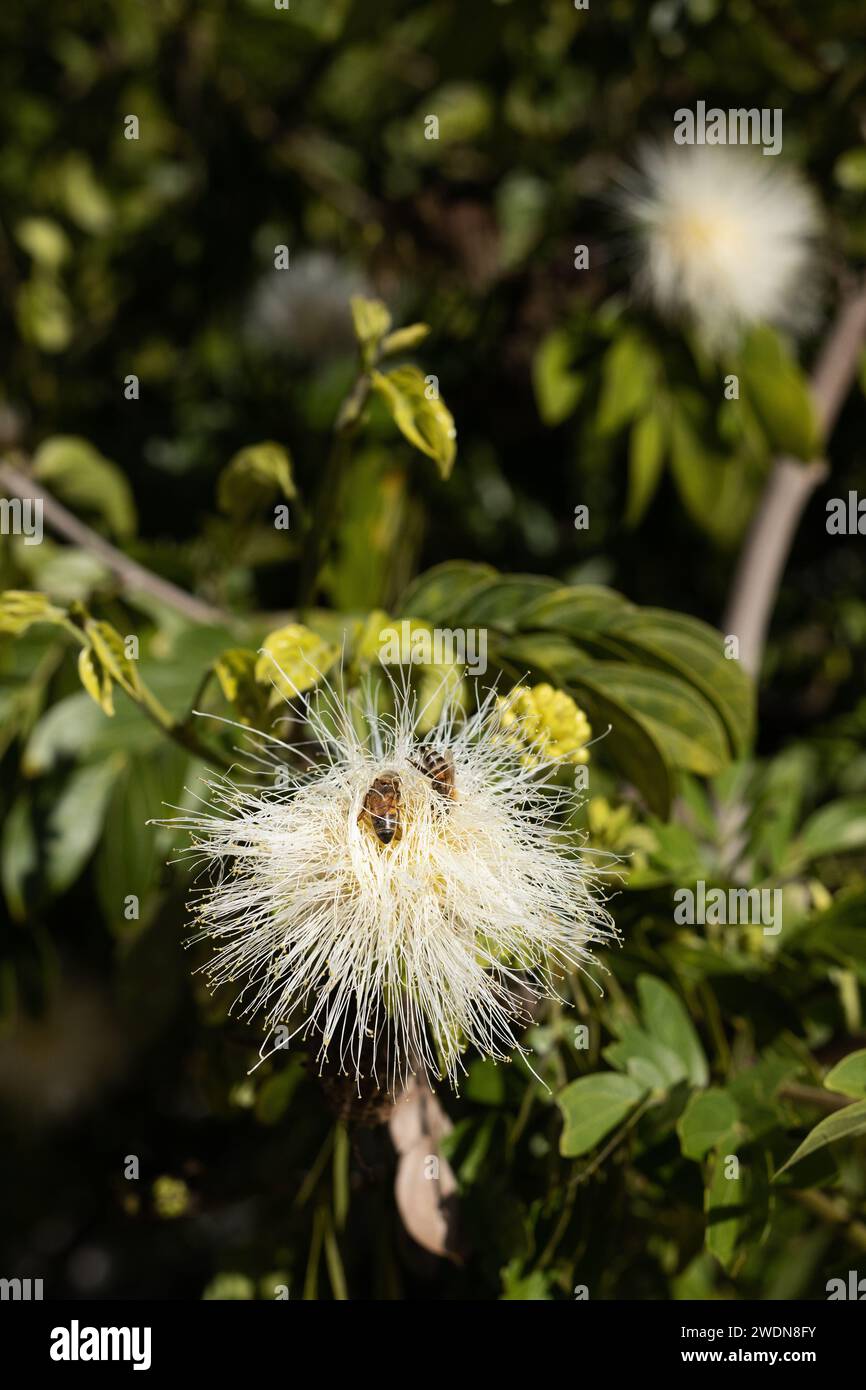 Bienen auf einer Blume eines Albizia lebbeck Baumes. Stockfoto