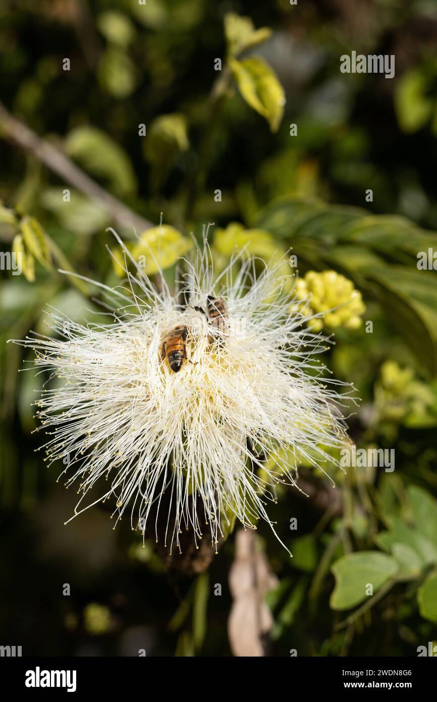 Bienen auf einer Blume eines Albizia lebbeck Baumes. Stockfoto