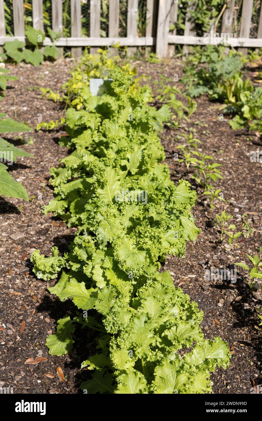 Senfgrün wächst in einem Garten. Stockfoto