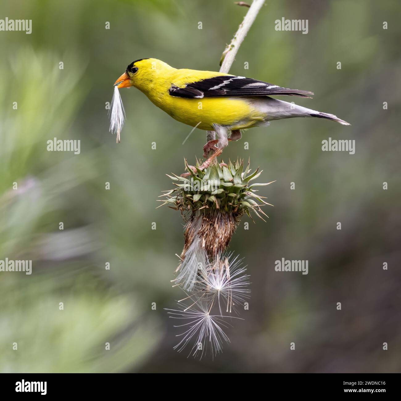 Porträt eines amerikanischen Goldfinchs, der einen Distelhaufen im Schnabel hält, während er auf einer umgedrehten Distelpflanze mit kaskadierenden Disteln balanciert ist. Stockfoto