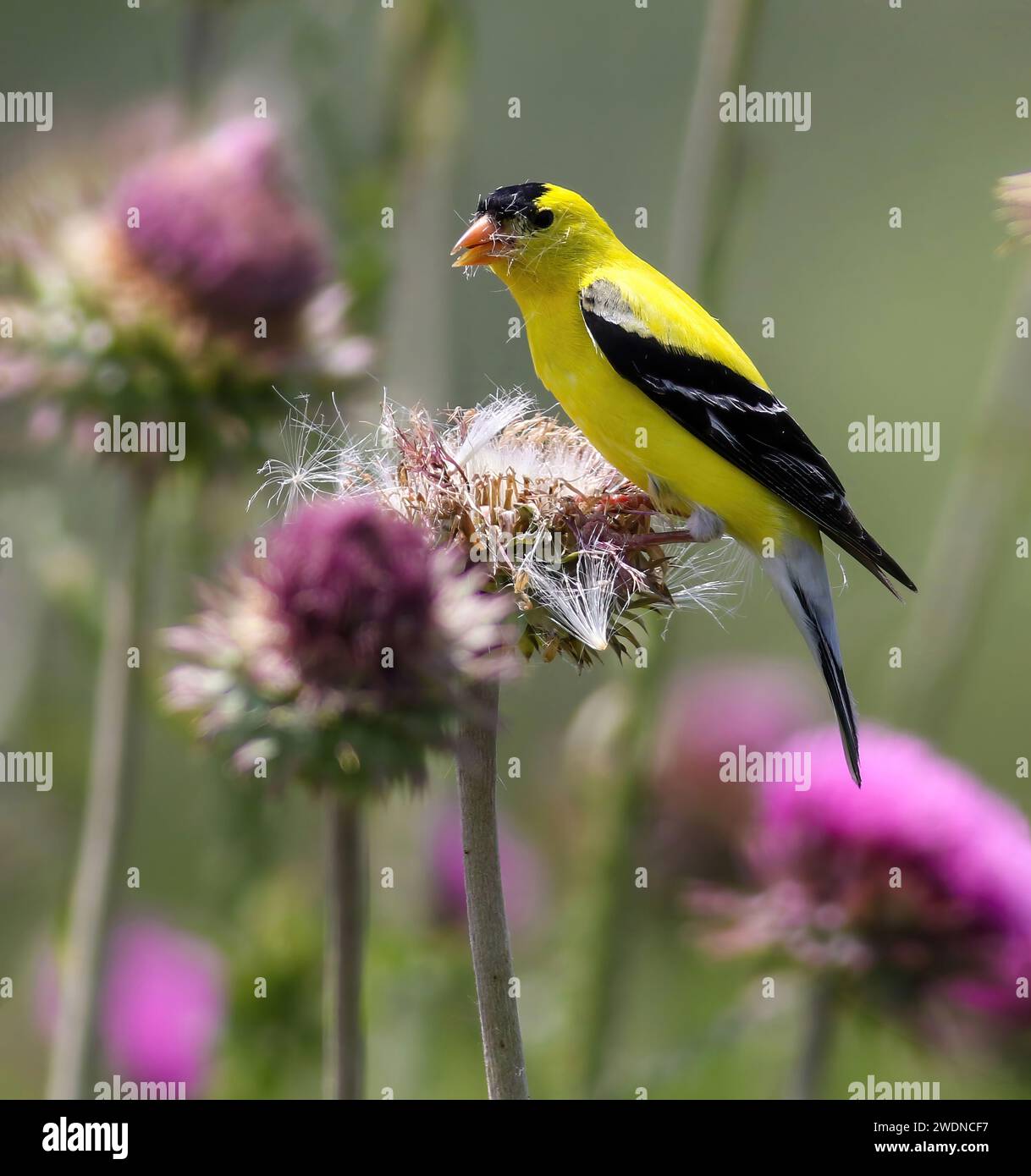 Ein Goldfinch, der in einem Feld wilder Distelblüten auf der Suche ist, schaut mit einem Kopf, der mit Distelsamen bedeckt ist, nach oben. Stockfoto