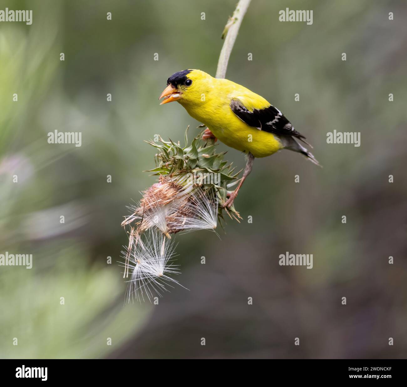 Nahaufnahme eines amerikanischen Goldfinchs mit einem Mund voller Samen, die auf einer umgedrehten Distelpflanze mit Samen ausbalancieren. Stockfoto