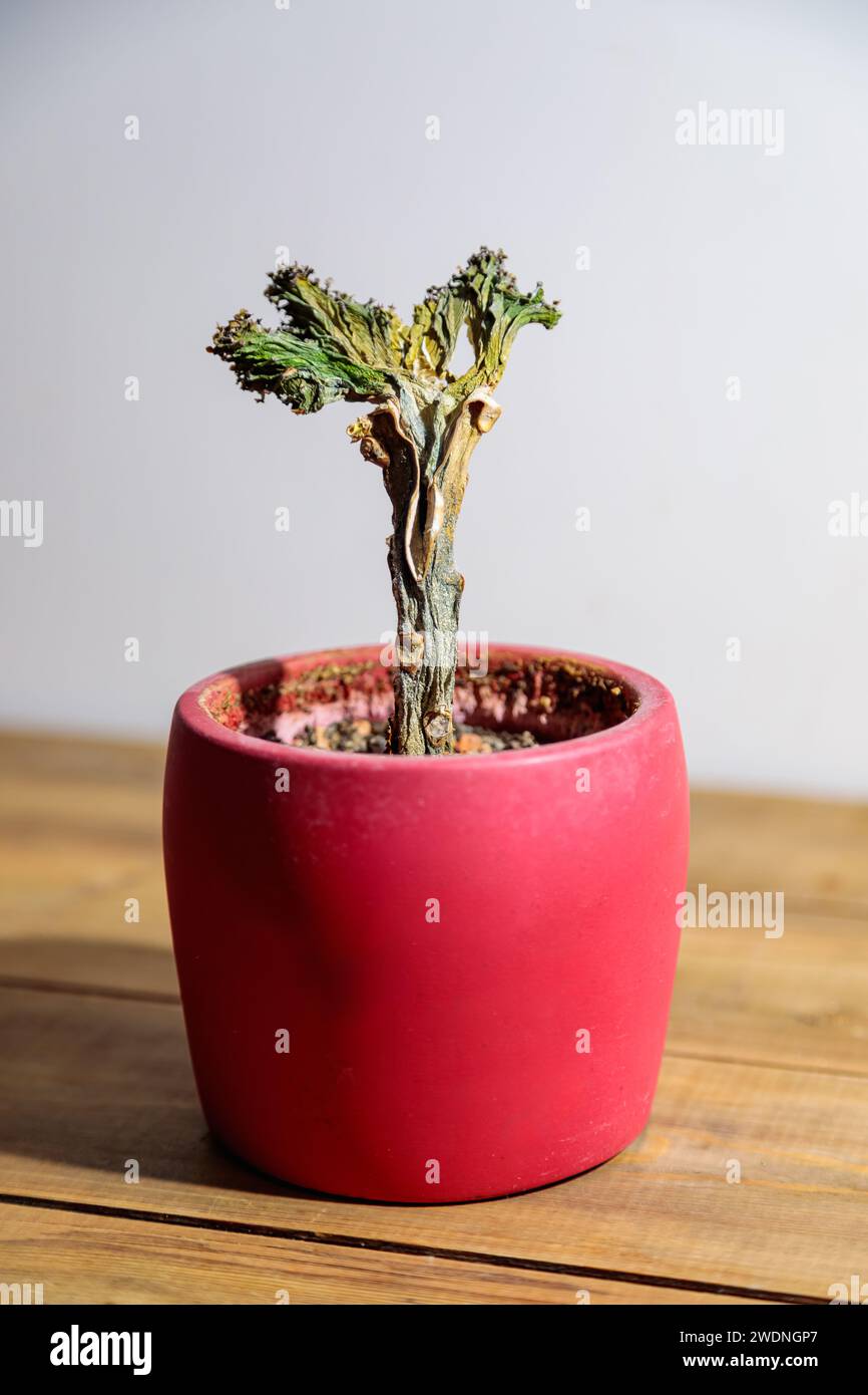 In einem Topf ist eine verwelkte Pflanze, die die Kürze des Lebens symbolisiert. Stockfoto