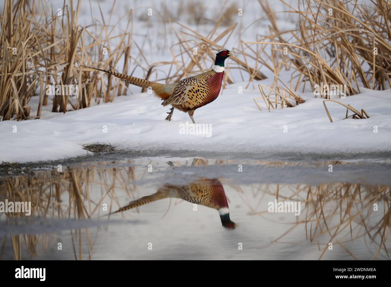 Fasan im Winter Stockfoto