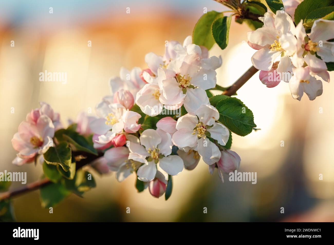 Bouquet von weißen Apfelblüten im Abendlicht und orangefarbene Lichter im Hintergrund. Stockfoto