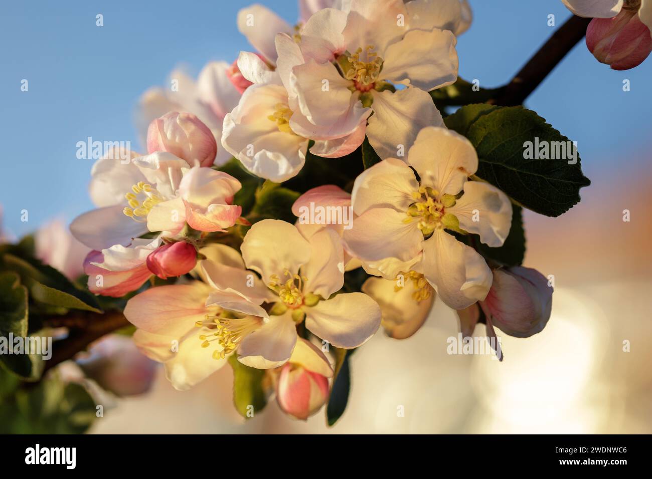 Apfelblüten beleuchtet von der goldenen Abendsonne. Stockfoto