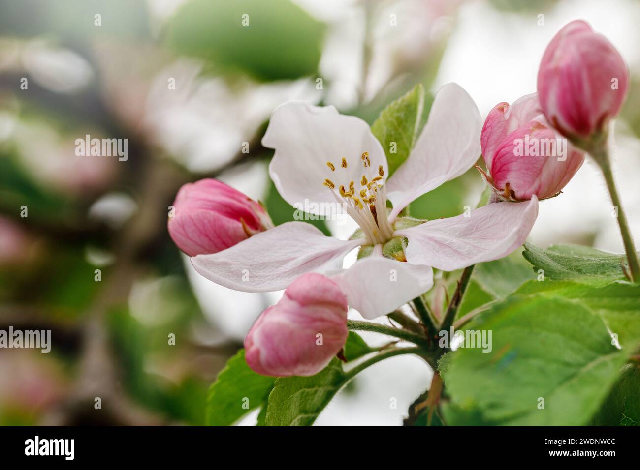 Eine weiße Apfelblüte mit rosafarbenen Knospen, die sich noch nicht auf einem unscharfen Hintergrund aus Frühlingsfarben geöffnet haben. Stockfoto