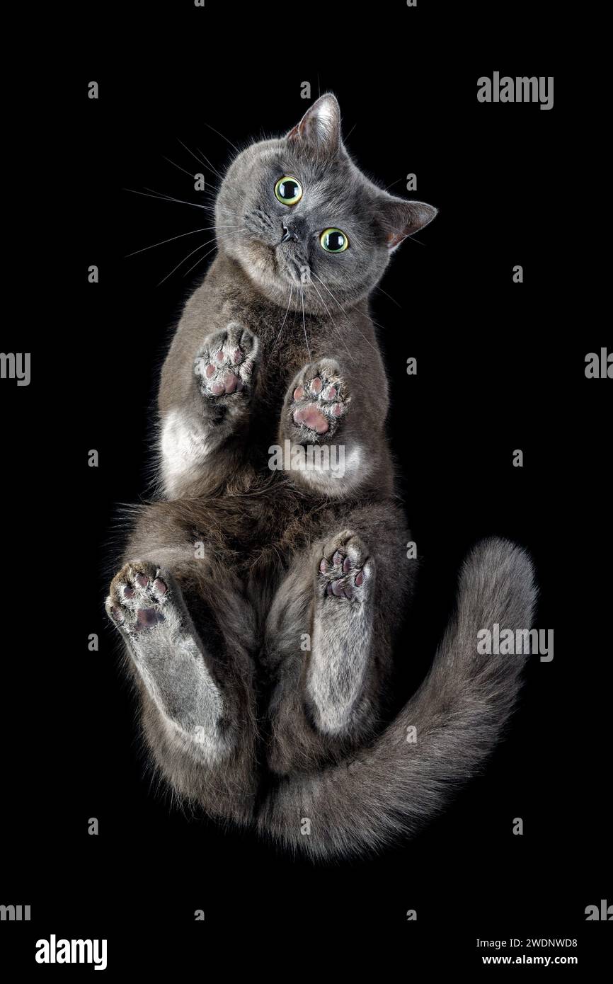 Unteransicht einer lustigen grauen Katze, die aus unsichtbarem Glas auf schwarzem Hintergrund aussieht. Lustige Haustier- oder Tiertapete oder Postkartenidee. Katzenpfoten mit rosa A Stockfoto