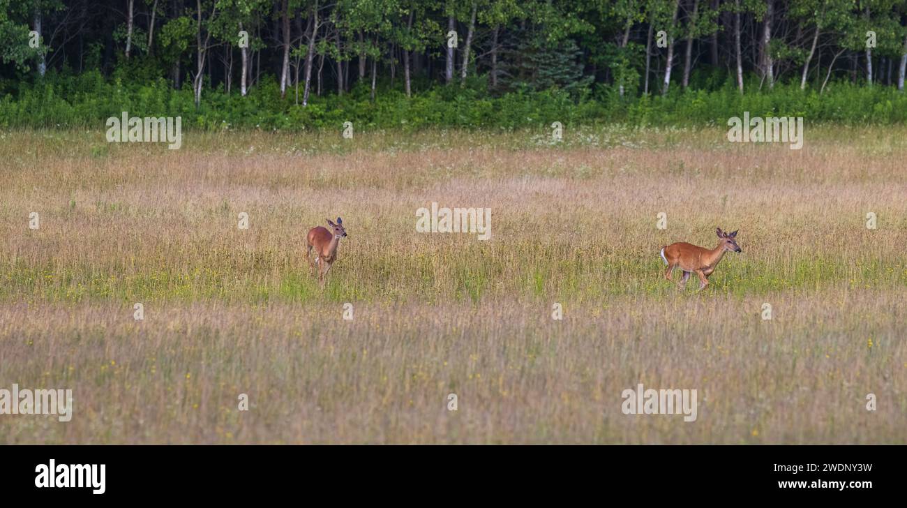 Weißschwanzhirsch und -Bock laufen durch eine Sommerwiese im Norden von Wisconsin. Stockfoto