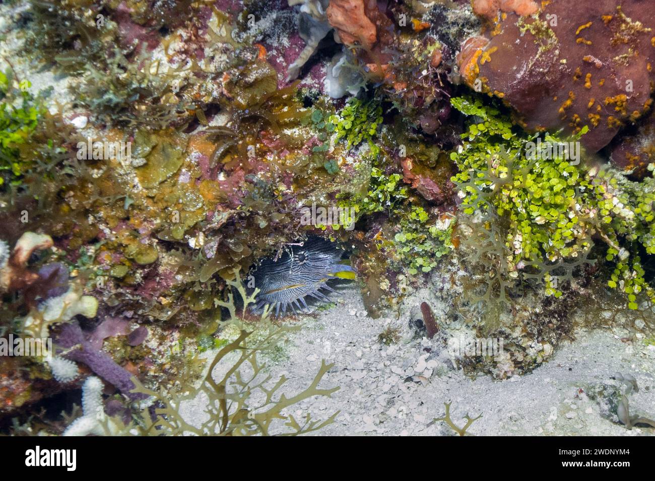 Herrlicher Krötenfisch, Tauchfotos, Cozumel Stockfoto