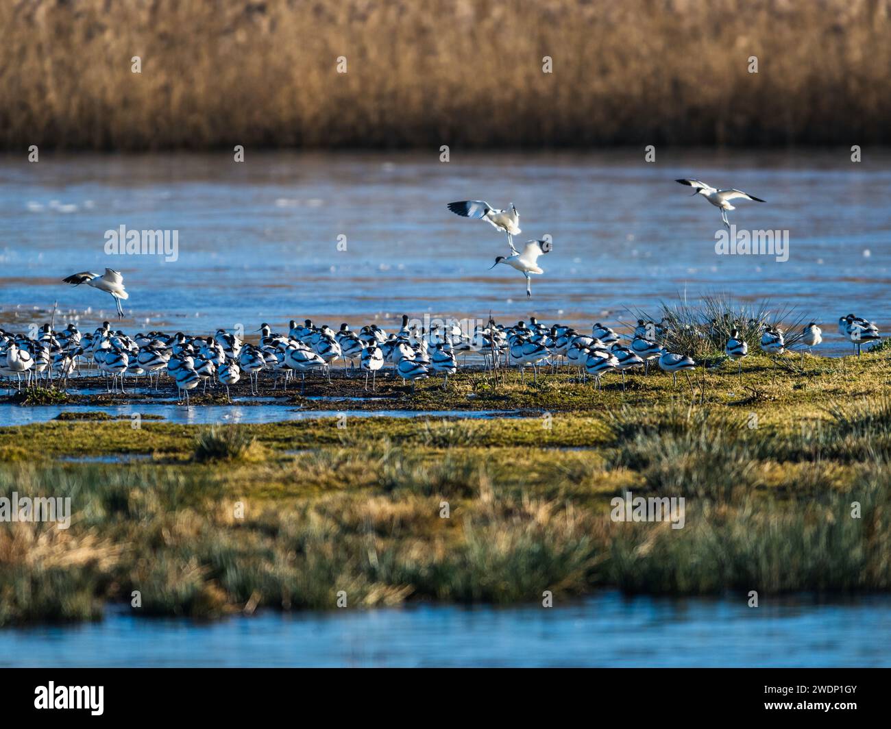 Pied Avocet, Recurvirostra avosetta, Vögel im Flug über Wintermooren bei Sonnenaufgang Stockfoto