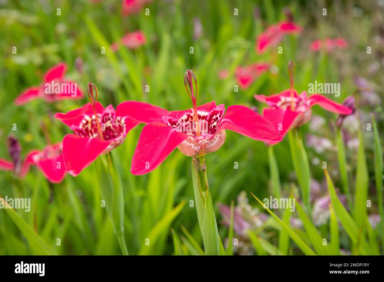 Jockey’s Cap Lillies (Tigridia pavonia) Stockfoto