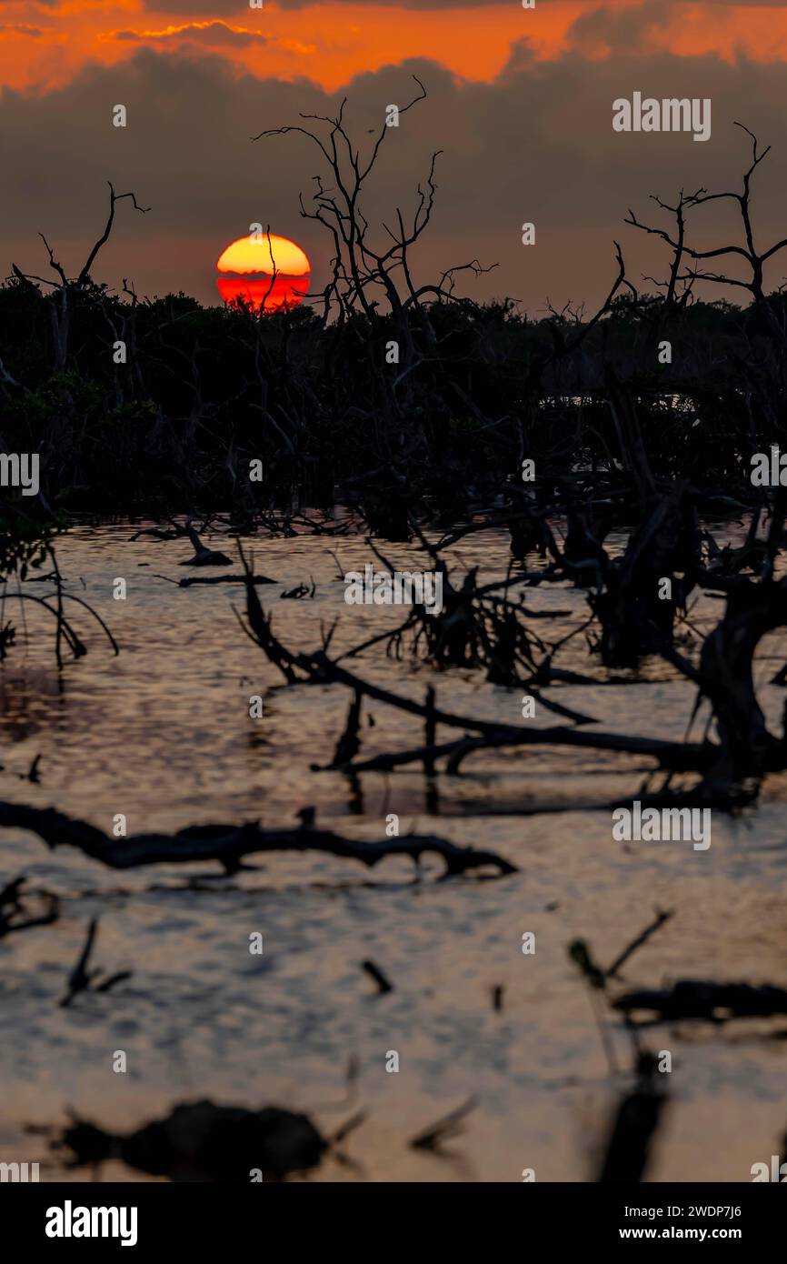 San Benito, Yucatan, USA. Januar 2024. Während die Sonne über Yucatans Mangrovenmoor untergeht, entfaltet sich an einem wolkenlosen Tag ein malerischer Himmel, der bezaubernde Farbtöne über die ruhige Leinwand der Natur wirft. (Credit Image: © Walter G Arce SR Grindstone Medi/ASP) NUR REDAKTIONELLE VERWENDUNG! Nicht für kommerzielle ZWECKE! Stockfoto