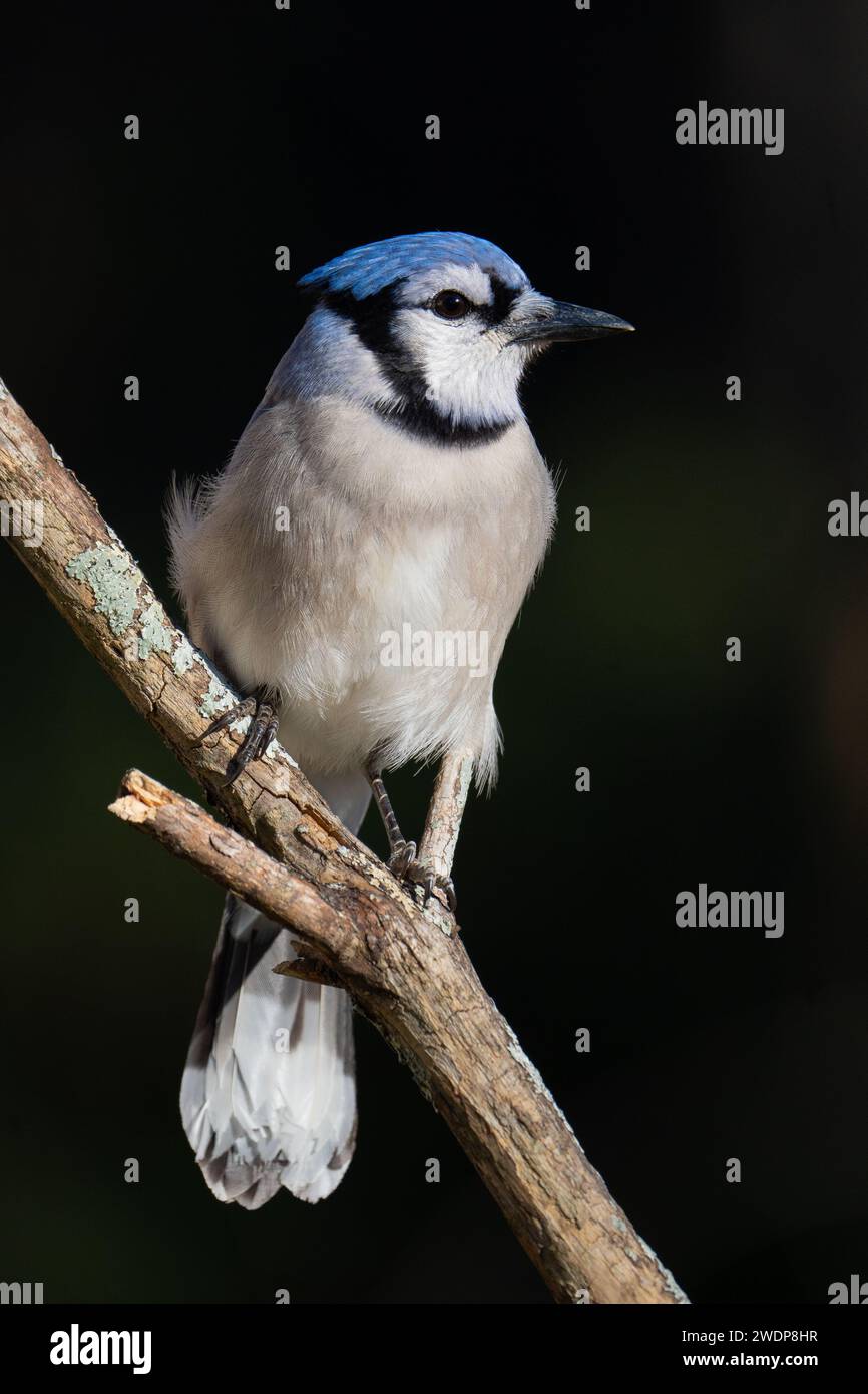 Ein blauer jay, der auf einem Ast thront Stockfoto