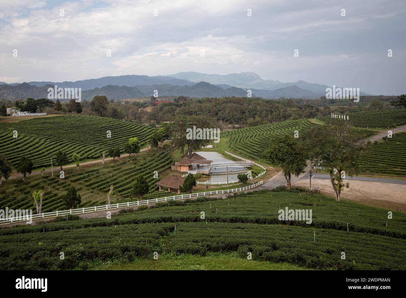 Pa Sang, Thailand. Januar 2024. Blick auf die Choui Fong Teeplantage von der Spitze des Hügels. Die Choui Fong Teeplantage (gegründet 1977) ist einer der größten Teeproduzenten in der Provinz Chiang Rai. Sie liegt auf den Hügeln mit Millionen von Teepflanzen, die den Berghang hinabsteigen. es gibt auch einen Teeshop, in dem Gäste verschiedene Teesorten wie Oolong, Matcha, Ti Kuan Yim, die „Eiserne Göttin der Barmherzigkeit“, Drachenperle, Schwarzer Tee und andere probieren und kaufen können. Quelle: SOPA Images Limited/Alamy Live News Stockfoto