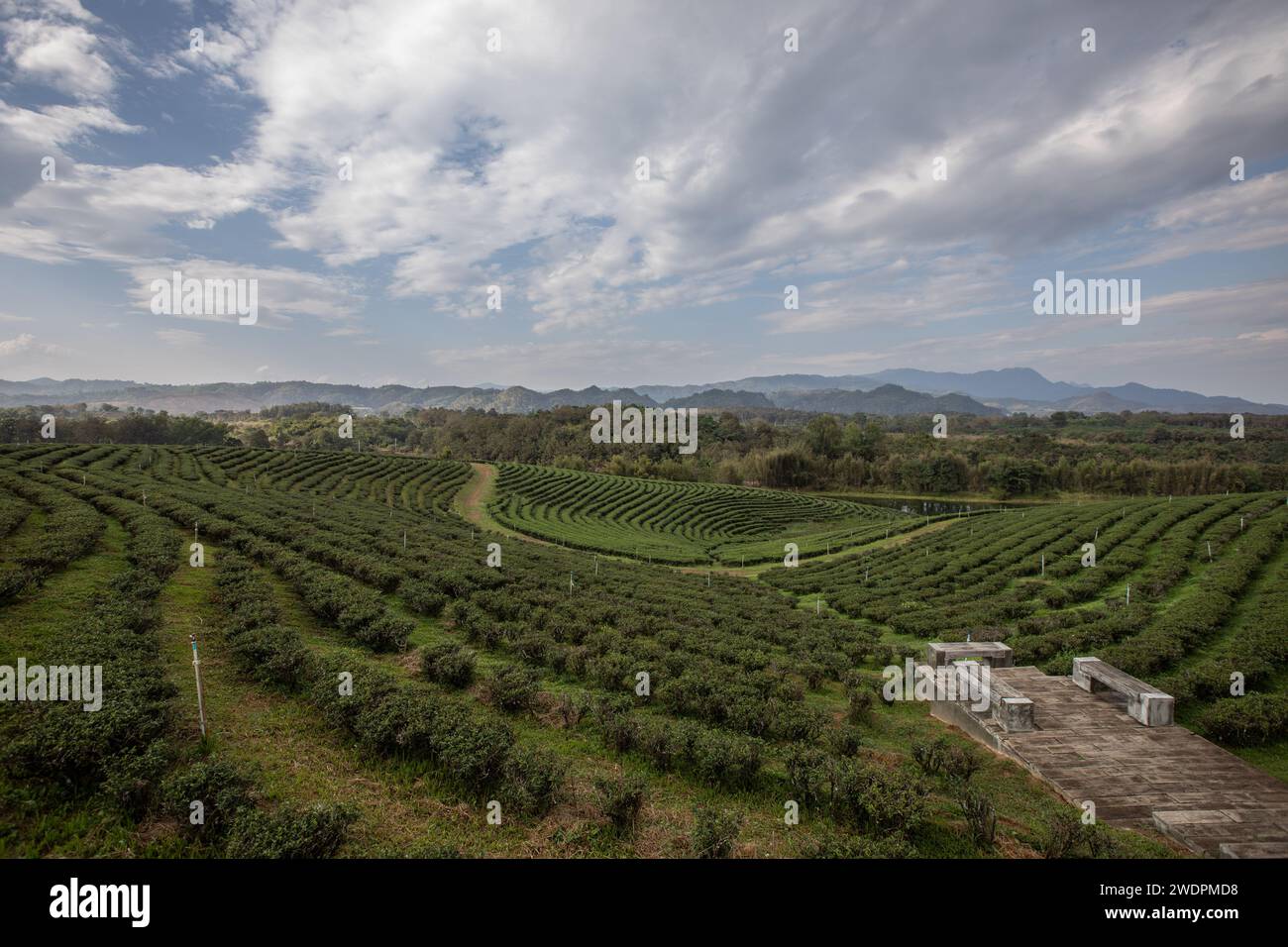 Pa Sang, Thailand. Januar 2024. Blick auf die Choui Fong Teeplantage von der Spitze des Hügels. Die Choui Fong Teeplantage (gegründet 1977) ist einer der größten Teeproduzenten in der Provinz Chiang Rai. Sie liegt auf den Hügeln mit Millionen von Teepflanzen, die den Berghang hinabsteigen. es gibt auch einen Teeshop, in dem Gäste verschiedene Teesorten wie Oolong, Matcha, Ti Kuan Yim, die „Eiserne Göttin der Barmherzigkeit“, Drachenperle, Schwarzer Tee und andere probieren und kaufen können. Quelle: SOPA Images Limited/Alamy Live News Stockfoto