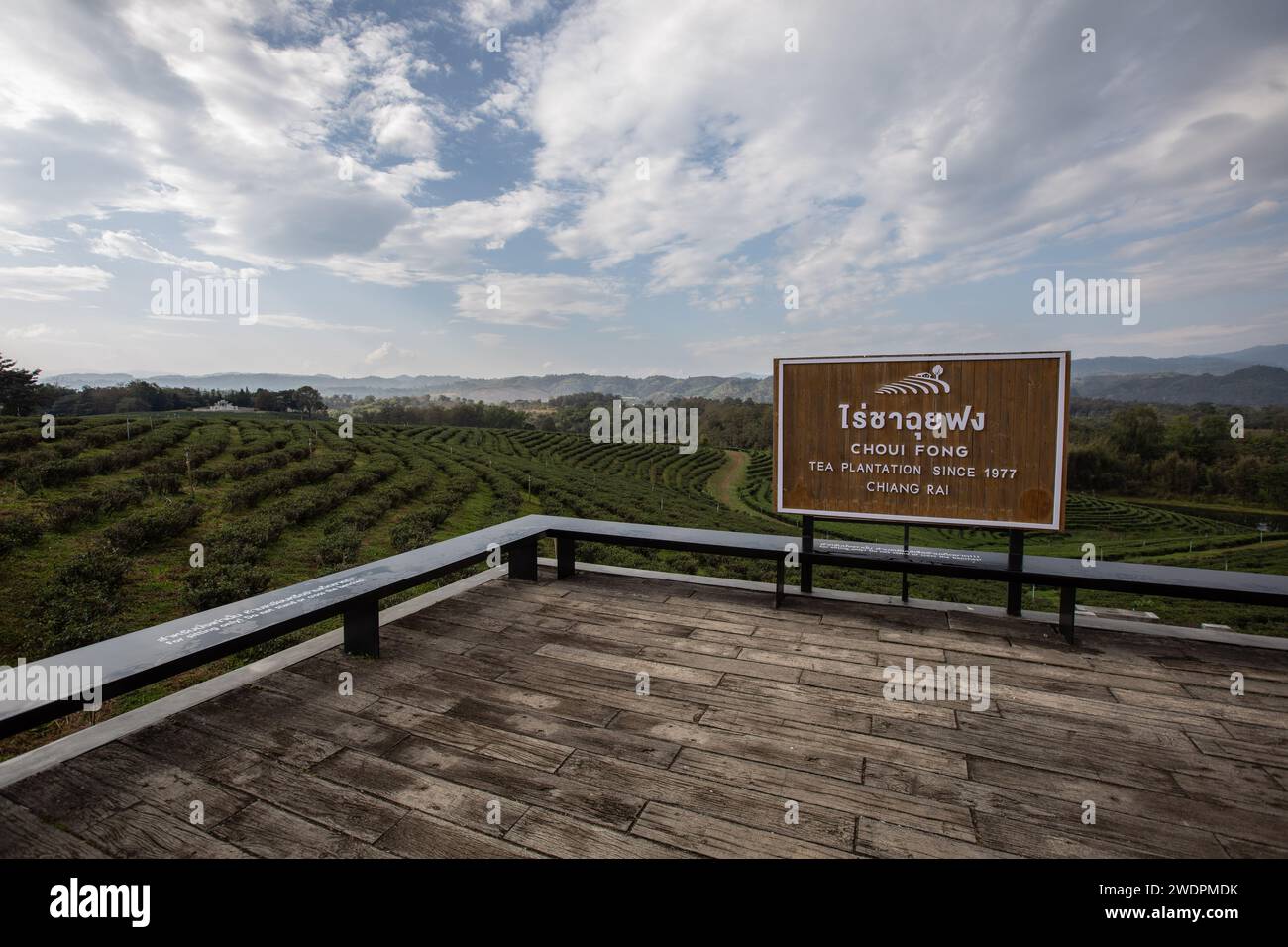 Pa Sang, Thailand. Januar 2024. Blick auf das Schild „Choui Fong Tea Plantation since 1977“ von der Spitze des Hügels. Die Choui Fong Teeplantage (gegründet 1977) ist einer der größten Teeproduzenten in der Provinz Chiang Rai. Sie liegt auf den Hügeln mit Millionen von Teepflanzen, die den Berghang hinabsteigen. es gibt auch einen Teeshop, in dem Gäste verschiedene Teesorten wie Oolong, Matcha, Ti Kuan Yim, die „Eiserne Göttin der Barmherzigkeit“, Drachenperle, Schwarzer Tee und andere probieren und kaufen können. Quelle: SOPA Images Limited/Alamy Live News Stockfoto