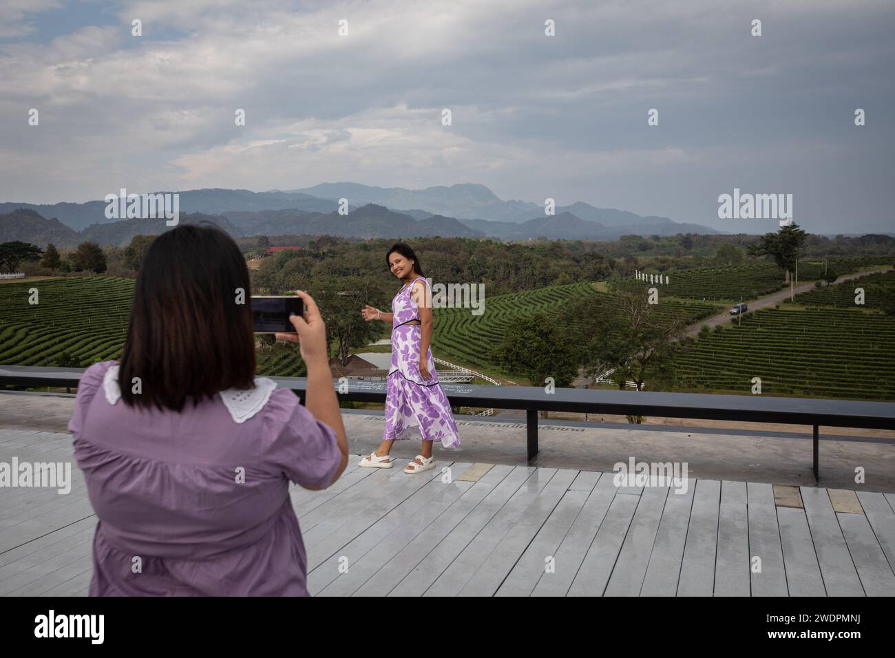 Pa Sang, Thailand. Januar 2024. Ein Tourist posiert für ein Bild mit der Teeplantage im Hintergrund. Die Choui Fong Teeplantage (gegründet 1977) ist einer der größten Teeproduzenten in der Provinz Chiang Rai. Sie liegt auf den Hügeln mit Millionen von Teepflanzen, die den Berghang hinabsteigen. es gibt auch einen Teeshop, in dem Gäste verschiedene Teesorten wie Oolong, Matcha, Ti Kuan Yim, die „Eiserne Göttin der Barmherzigkeit“, Drachenperle, Schwarzer Tee und andere probieren und kaufen können. (Foto: Guillaume Payen/SOPA Images/SIPA USA) Credit: SIPA USA/Alamy Live News Stockfoto