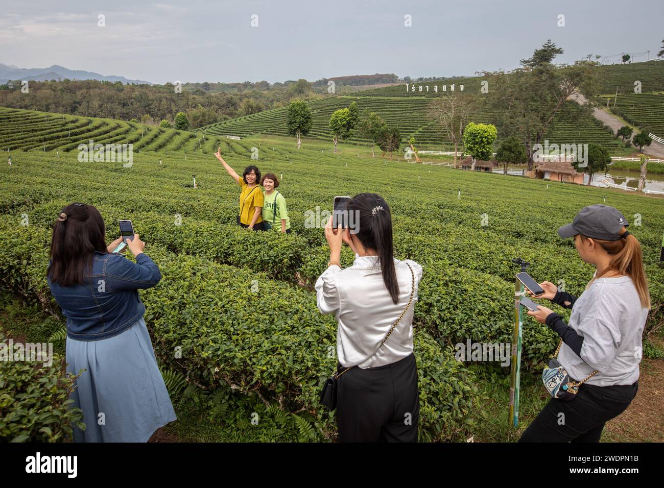 Pa Sang, Thailand. Januar 2024. Touristen machen Fotos auf der Choui Fong Teeplantage von der Spitze des Hügels. Die Choui Fong Teeplantage (gegründet 1977) ist einer der größten Teeproduzenten in der Provinz Chiang Rai. Sie liegt auf den Hügeln mit Millionen von Teepflanzen, die den Berghang hinabsteigen. es gibt auch einen Teeshop, in dem Gäste verschiedene Teesorten wie Oolong, Matcha, Ti Kuan Yim, die „Eiserne Göttin der Barmherzigkeit“, Drachenperle, Schwarzer Tee und andere probieren und kaufen können. (Foto: Guillaume Payen/SOPA Images/SIPA USA) Credit: SIPA USA/Alamy Live News Stockfoto