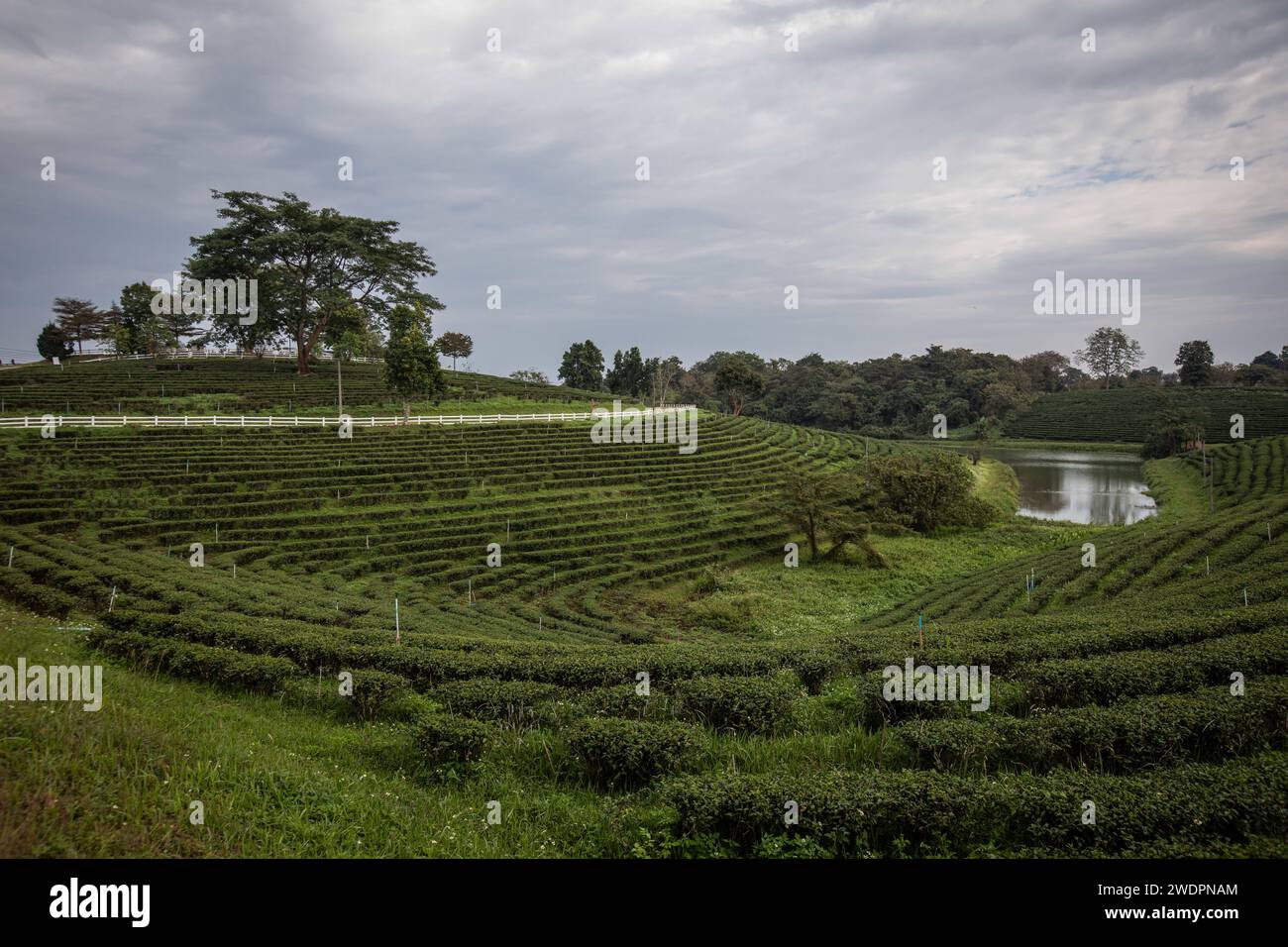 Pa Sang, Chiang Rai, Thailand. Januar 2024. Blick auf die Choui Fong Teeplantage von der Spitze des Hügels. Die Choui Fong Teeplantage (gegründet 1977) ist einer der größten Teeproduzenten in der Provinz Chiang Rai. Sie liegt auf den Hügeln mit Millionen von Teepflanzen, die den Berghang hinabsteigen. es gibt auch einen Teeshop, in dem Gäste verschiedene Teesorten wie Oolong, Matcha, Ti Kuan Yim, die „Eiserne Göttin der Barmherzigkeit“, Drachenperle, Schwarzer Tee und andere probieren und kaufen können. (Credit Image: © Guillaume Payen/SOPA Images via ZUMA Press Wire) NUR REDAKTIONELLE VERWENDUNG! Nicht f Stockfoto