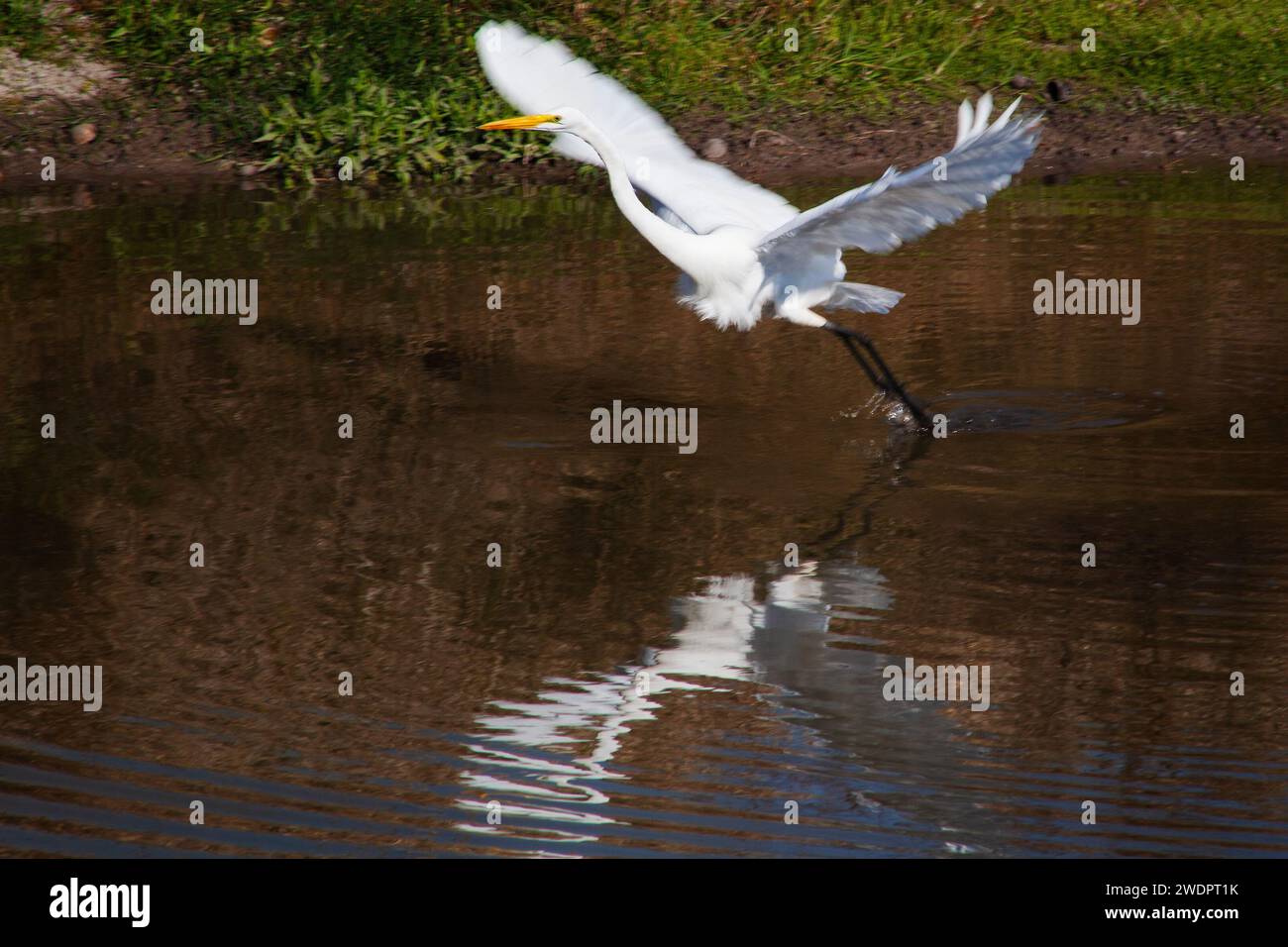 Ein malerischer Blick auf einen weißen Egret, der im Lacassine National Wildlife Refuge, Louisiana, fliegt. Stockfoto