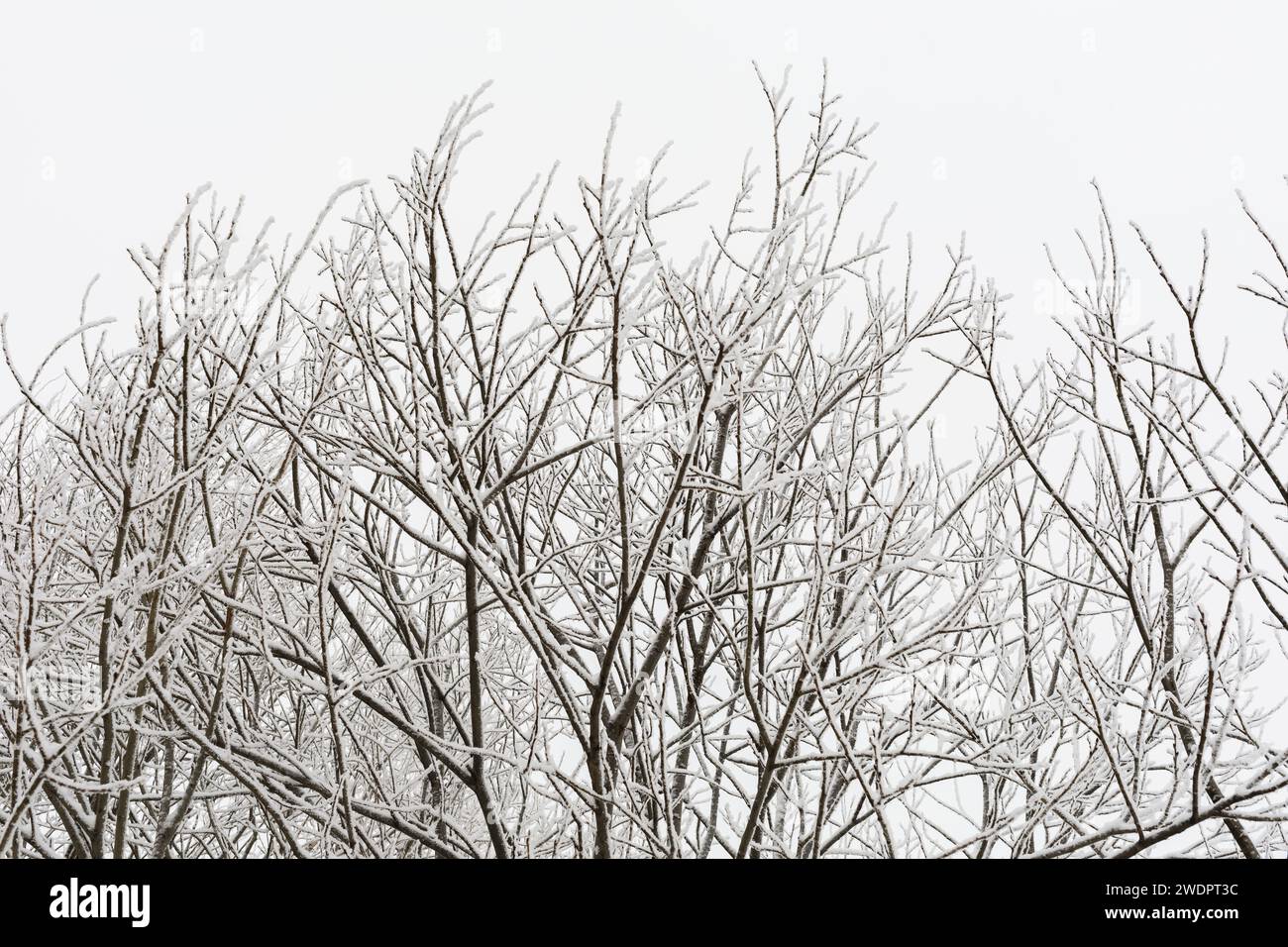 Baumkronen bedeckt mit Frost und Schnee vor einem bewölkten Himmel Stockfoto