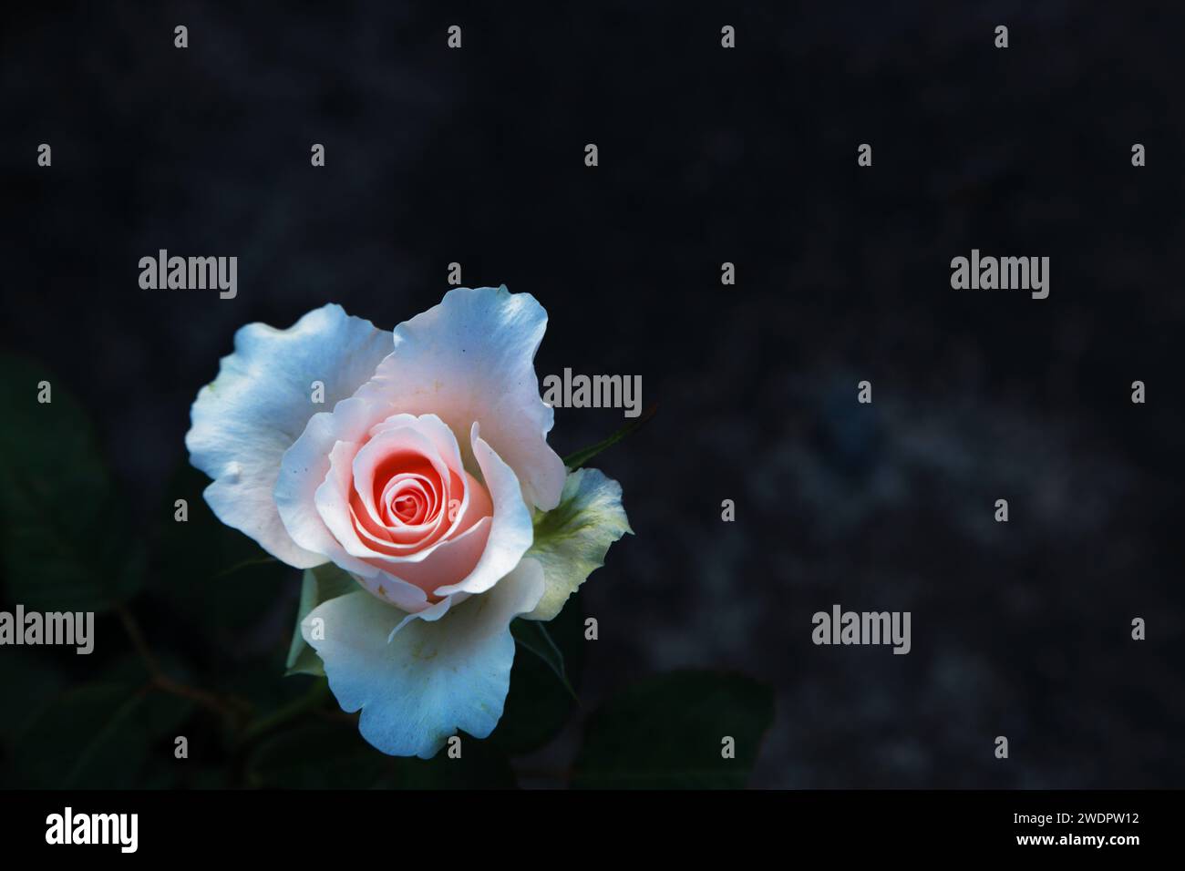 Eine schöne Rosenblume mit schwarzem Hintergrund Stockfoto