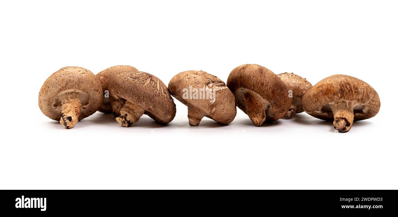 Shiitake Pilz auf dem weißen Hintergrund Stockfoto
