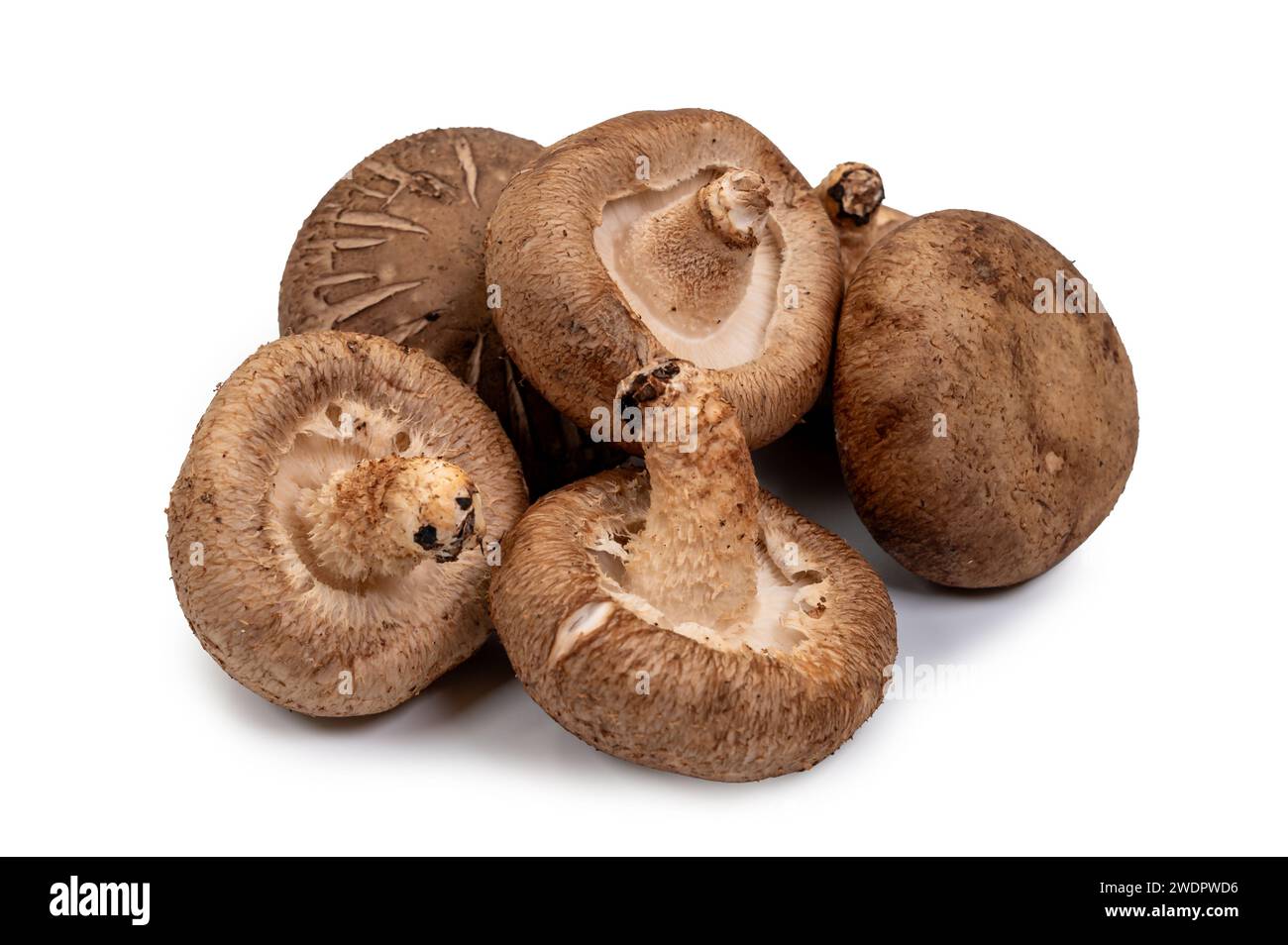 Shiitake Pilz auf dem weißen Hintergrund Stockfoto