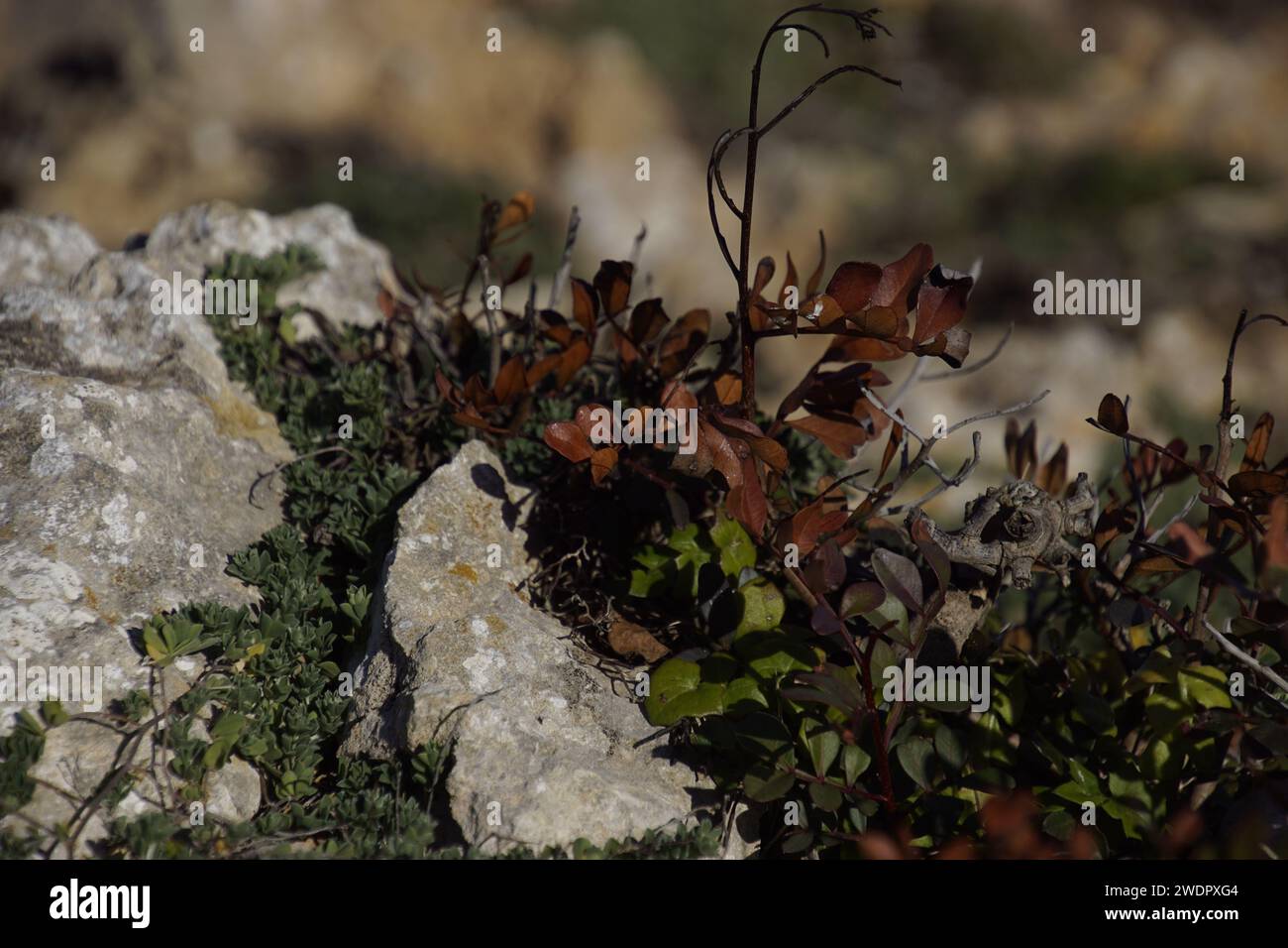 Nahaufnahme von sonnendurchfluteten braunen Pflanzen auf felsigem Untergrund Stockfoto