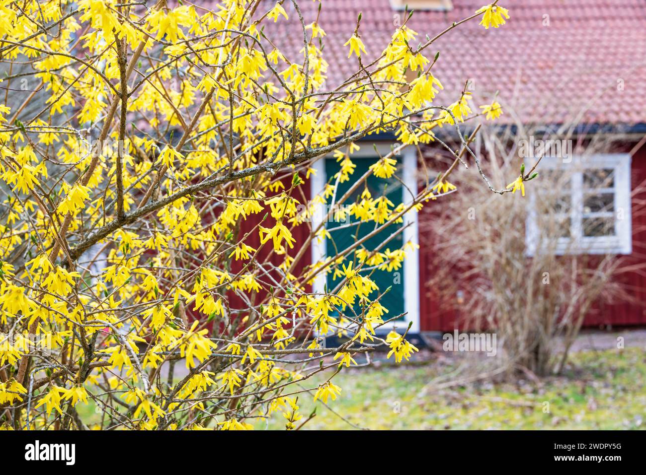 Blühender Forsythienstrauch bei einem roten Häuschen Stockfoto