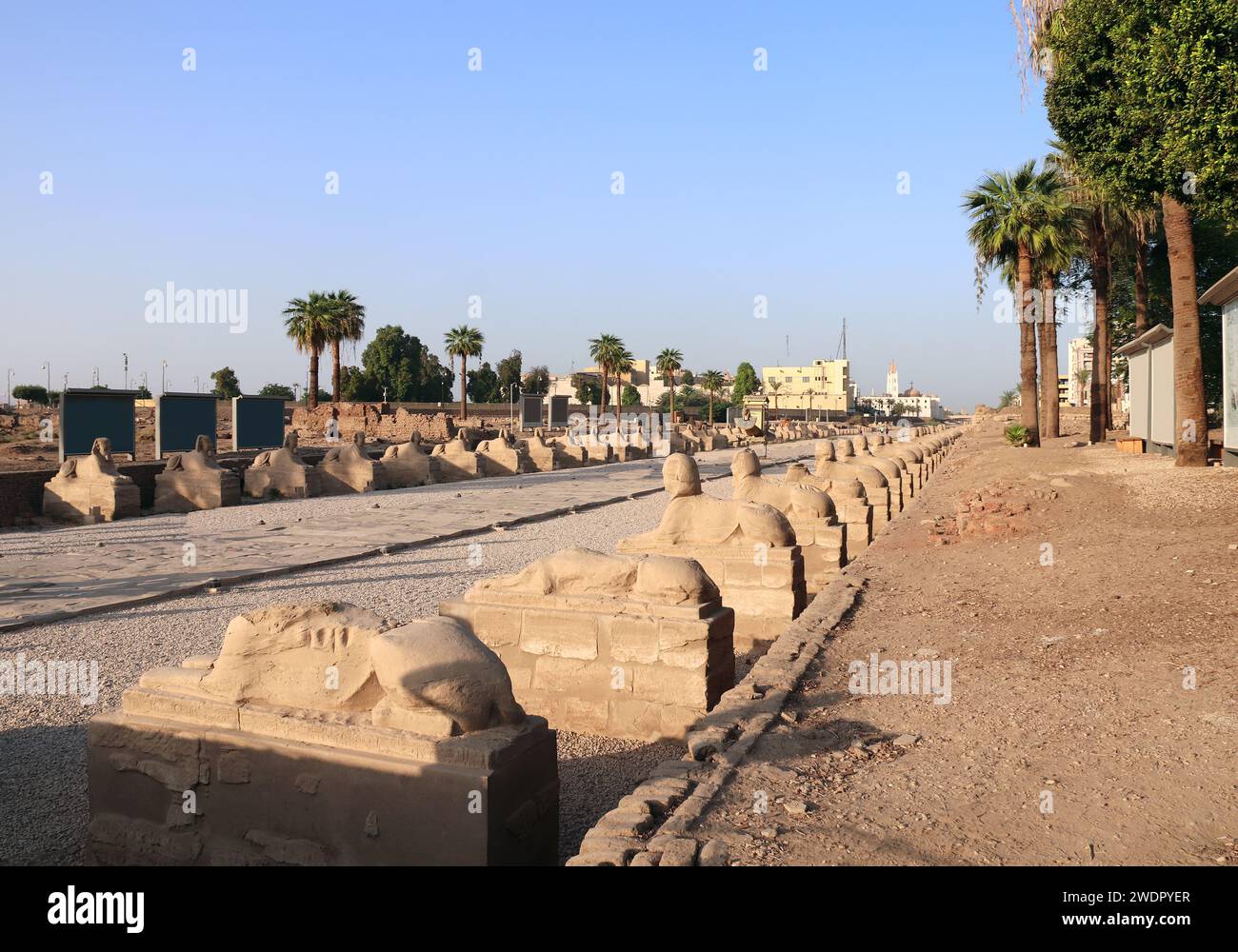 Berühmtes Wahrzeichen Avenue der Sphinxes in Luxor, Ägypten, Nordafrika. Sphinx Avenue am Eingang zum Tempel von Luxor im Licht des Sonnenuntergangs Stockfoto