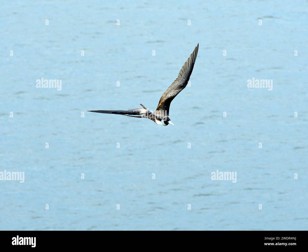 Magnificent Frigatebird, Fregata majestens, Fregatidae, weiblich, erwachsen, im Flug, Rio de Janeiro, Brezil Stockfoto