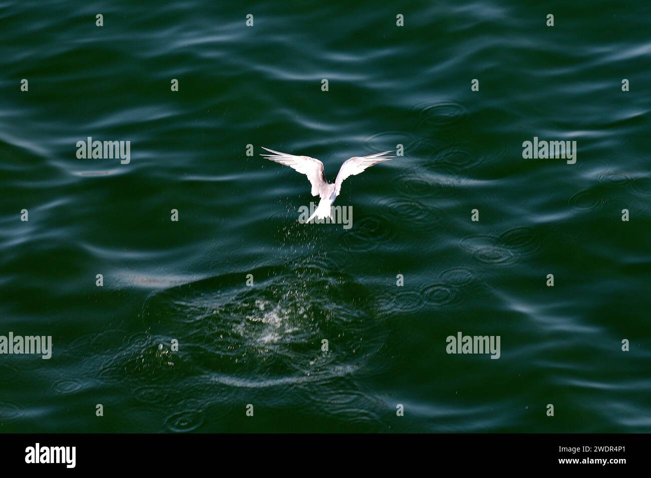 Terna, Sterna hirundo, Sternidae, aus dem Wasser, Vogel, Tier, Überwinterung, Walvis Bay, Namibia Stockfoto