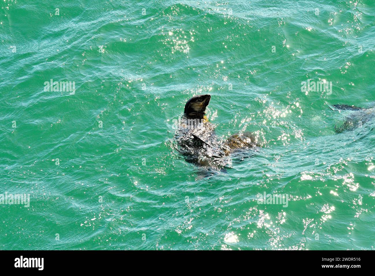 Kappelzsiegel, Arctocephalus pusillus, Otariidae, Säugetier, Tier, im Meer, in der Nähe von Kapstadt, Südafrika Stockfoto