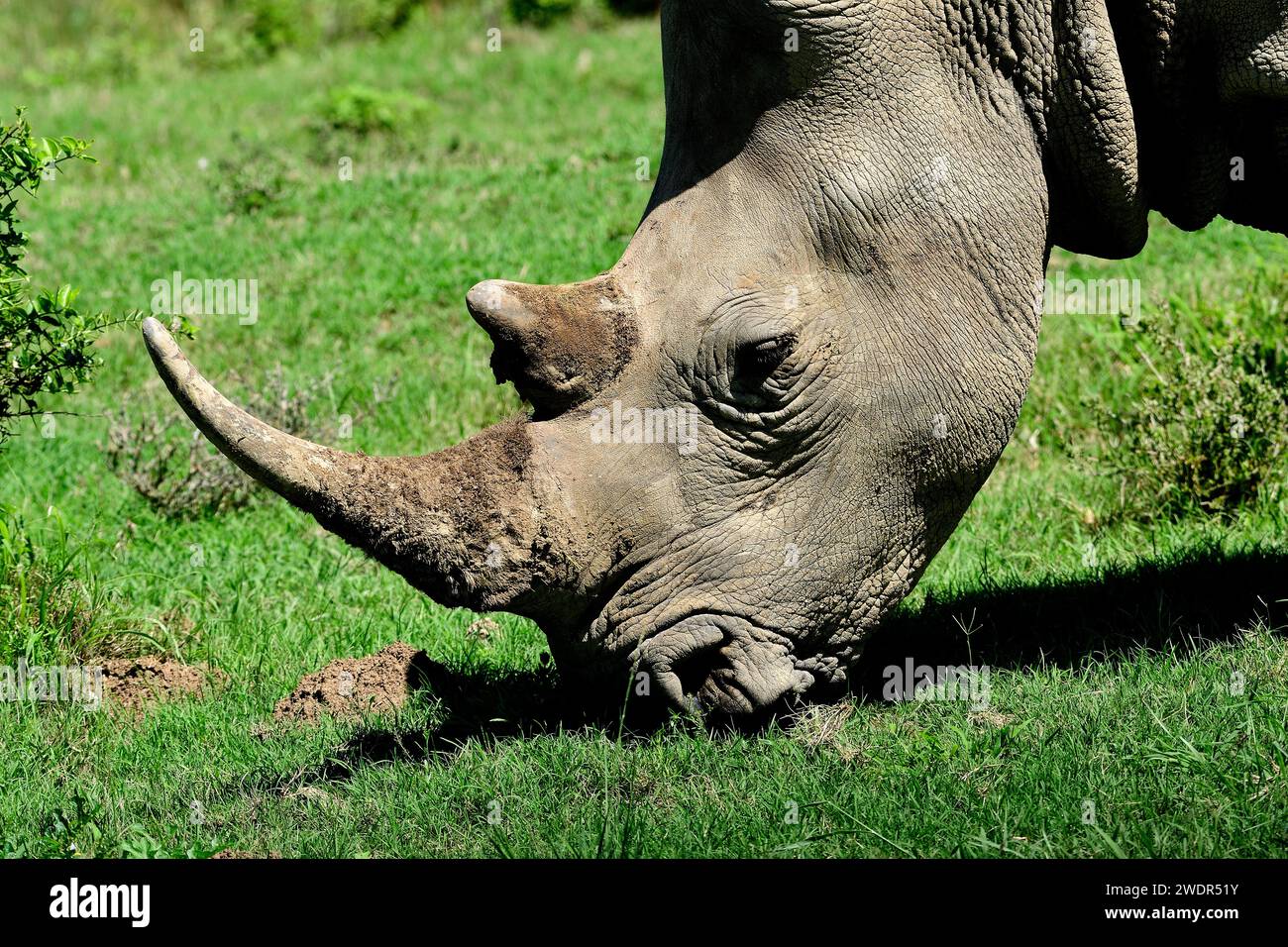 Weißes Rhinoceros, Ceratotherium simum, Rhinocerotidae, Säugetier, Tier, Sibuya Wildreservat in der Nähe von Kenton-on-Sea, Südafrika Stockfoto