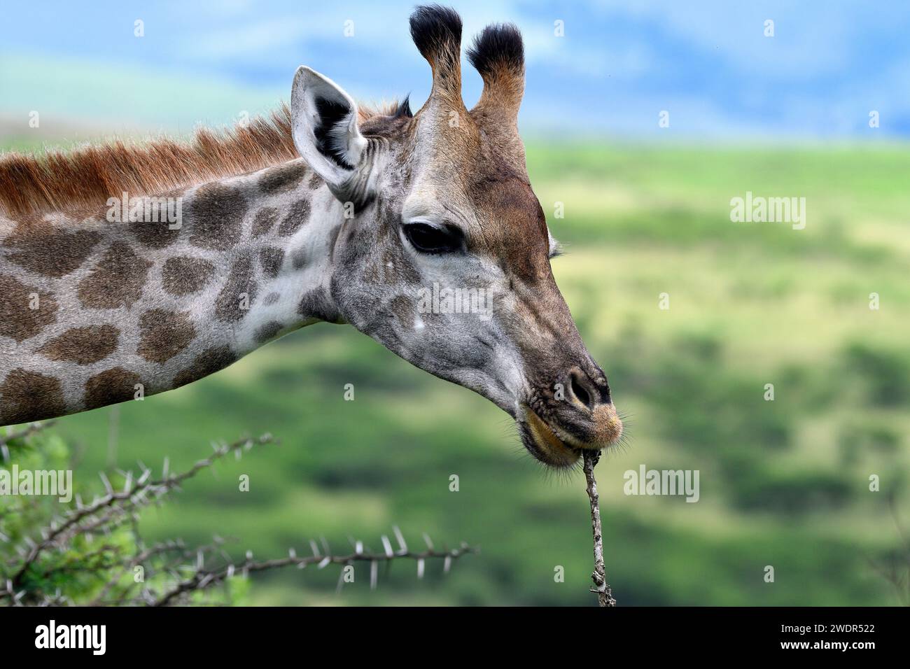 Giraffe, Giraffa camelopardalis, Giraffidae, Browsing, Tier, Säugetiere, Tala Wildreservat, Zululand, in der Nähe von Durban, Südafrika Stockfoto