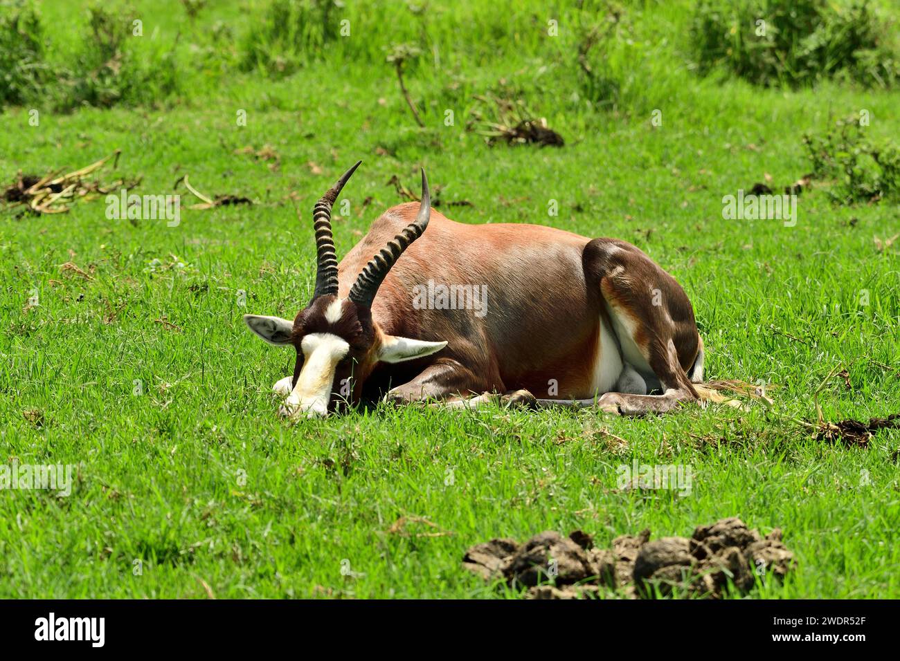 Blesbok, Damaliscus pygargus phillipsi, Bovidae, endemisch, ruhend, Säugetiere, Tiere, Tala Wildlife Reserve, Zululand, in der Nähe von Durban, Südafrika Stockfoto