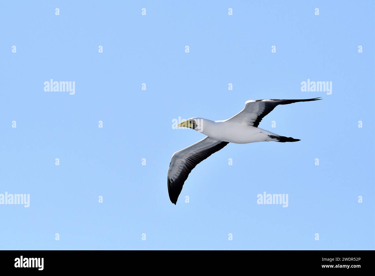 Maskenbooby, Sula dactylatra, Sulidae, im Flug, Vogel, Tier, Indischer Ozean Stockfoto