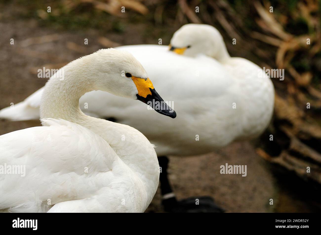 Tundra Swan, Cygnus columbianus, Anatidae. Porträt, Vogel, Tier, Gefangenschaft, Zoo, Zürich, Schweiz Stockfoto