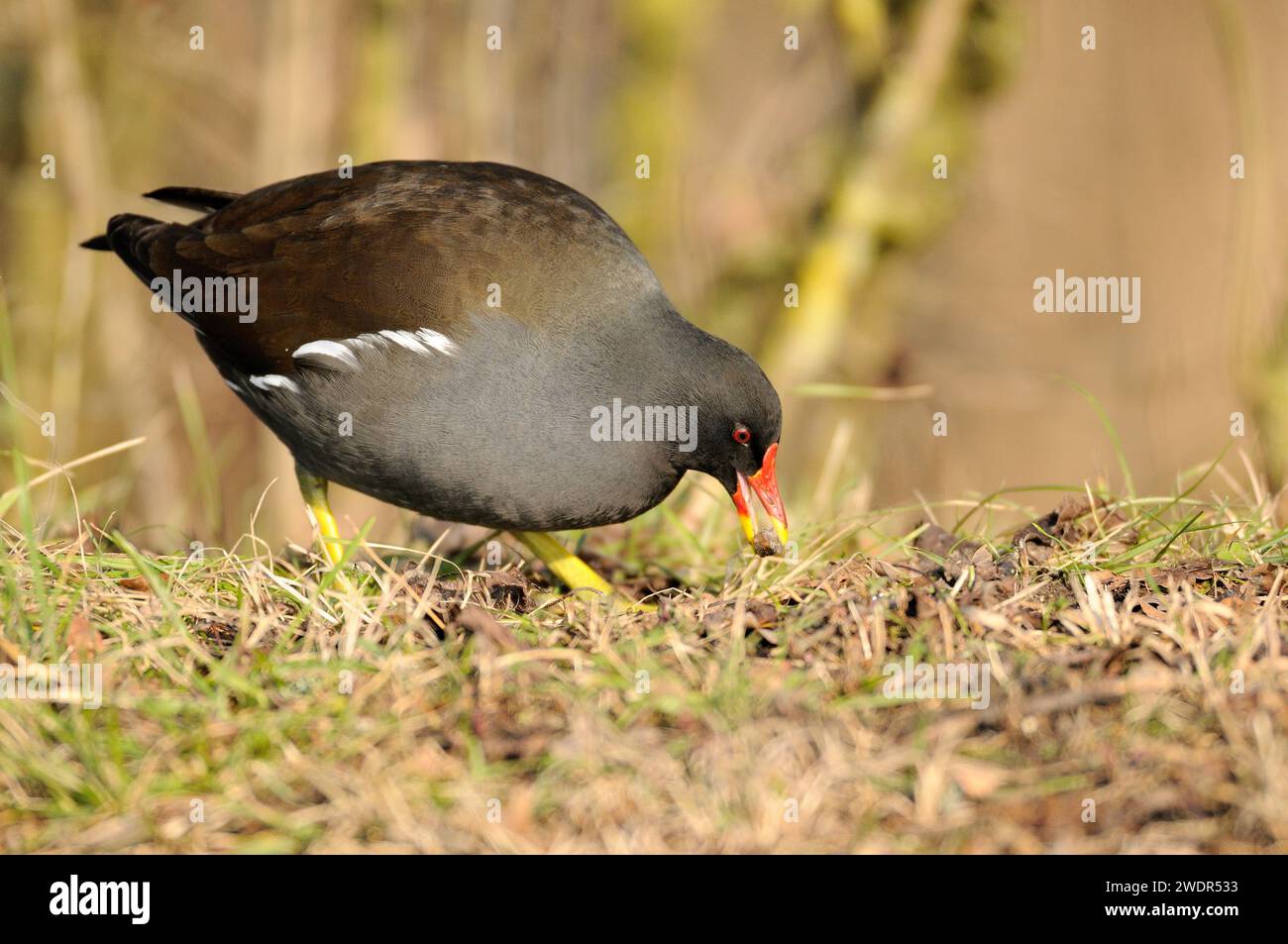 Gewöhnliches Moorhen, Gallinula chloropus, Rallidae, Futtersuche, Vogel, Tier, Damm von Klingnau, Naturschutzgebiet, Kanton Aargau, Schweiz Stockfoto