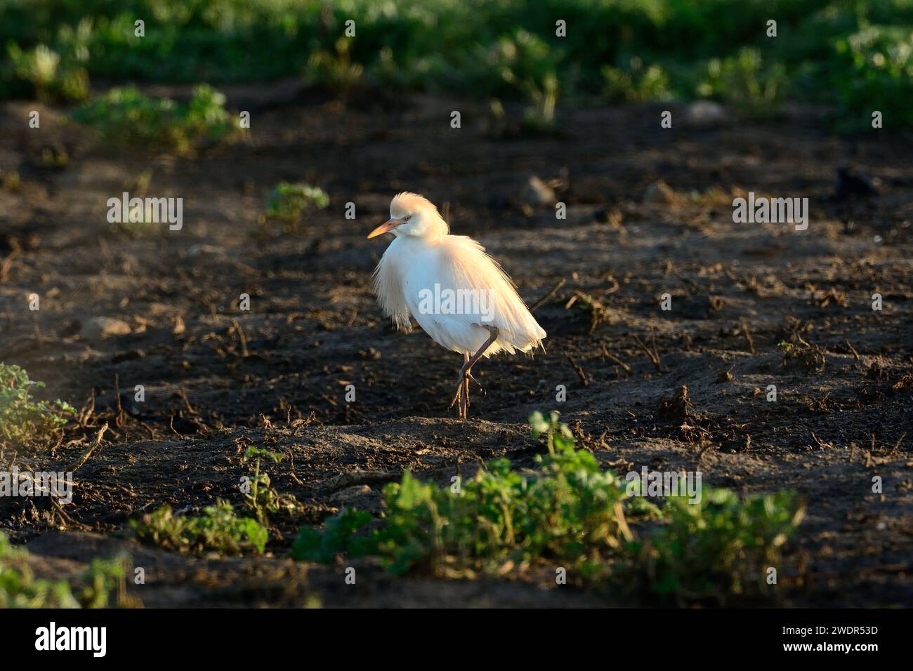 Westlicher Rinderreiher, Bubulcus ibis, Ardeidae, Reiher, Zuchtgefieder, Vogel, Tier, Olvera, Provinz Cadiz, Andalusien, Spanien Stockfoto