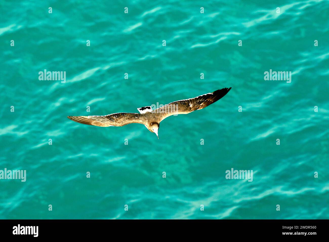 Rußmöwe, Ichthyaetus hemprichii, Laridae, unteradulter, im Flug, Vogel, Tier, Oman Stockfoto