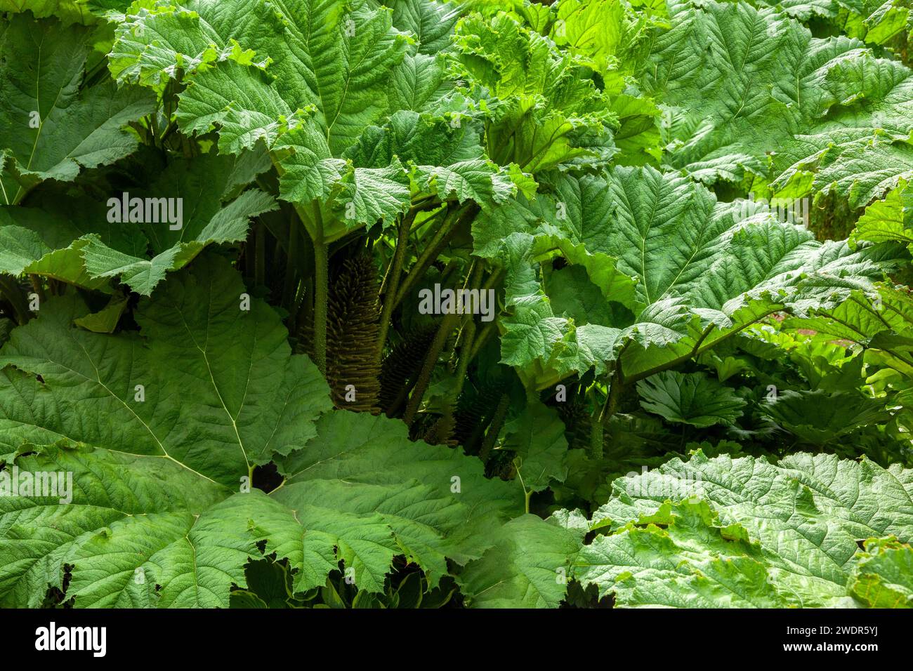 Riesige Gunnera Manicata Pflanze, bekannt als chilenischer Rhabarber, mit ihren riesigen Blättern. Jetzt eine verbotene Pflanze in Großbritannien. Stockfoto