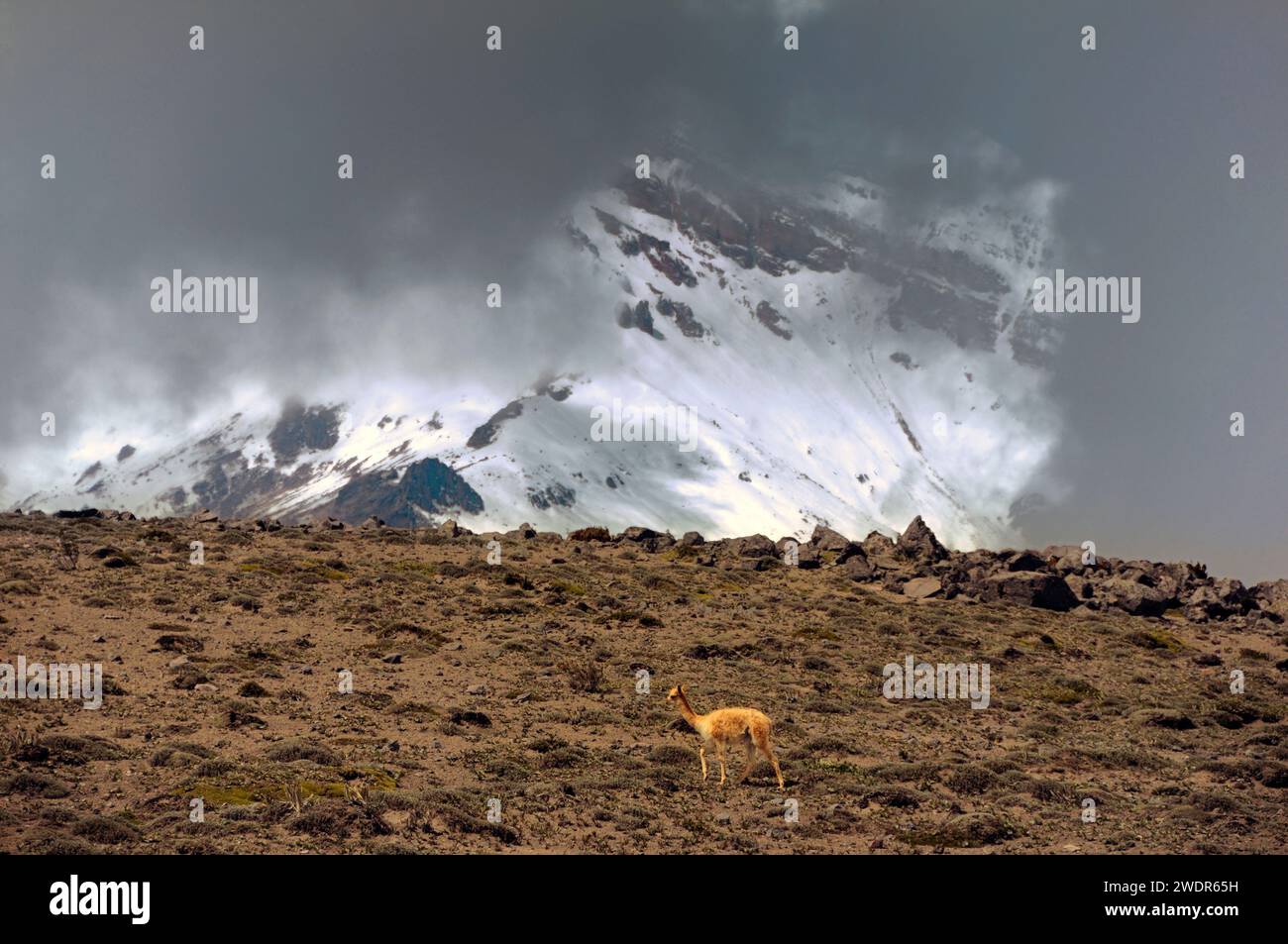 Südamerika, Ecuador, Anden, Hochland, Chimborazo Vulkan, Vicuna Stockfoto
